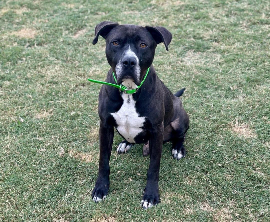 Winston, Adoptable, Senior Male Great Dane & American Staffordshire Terrier.