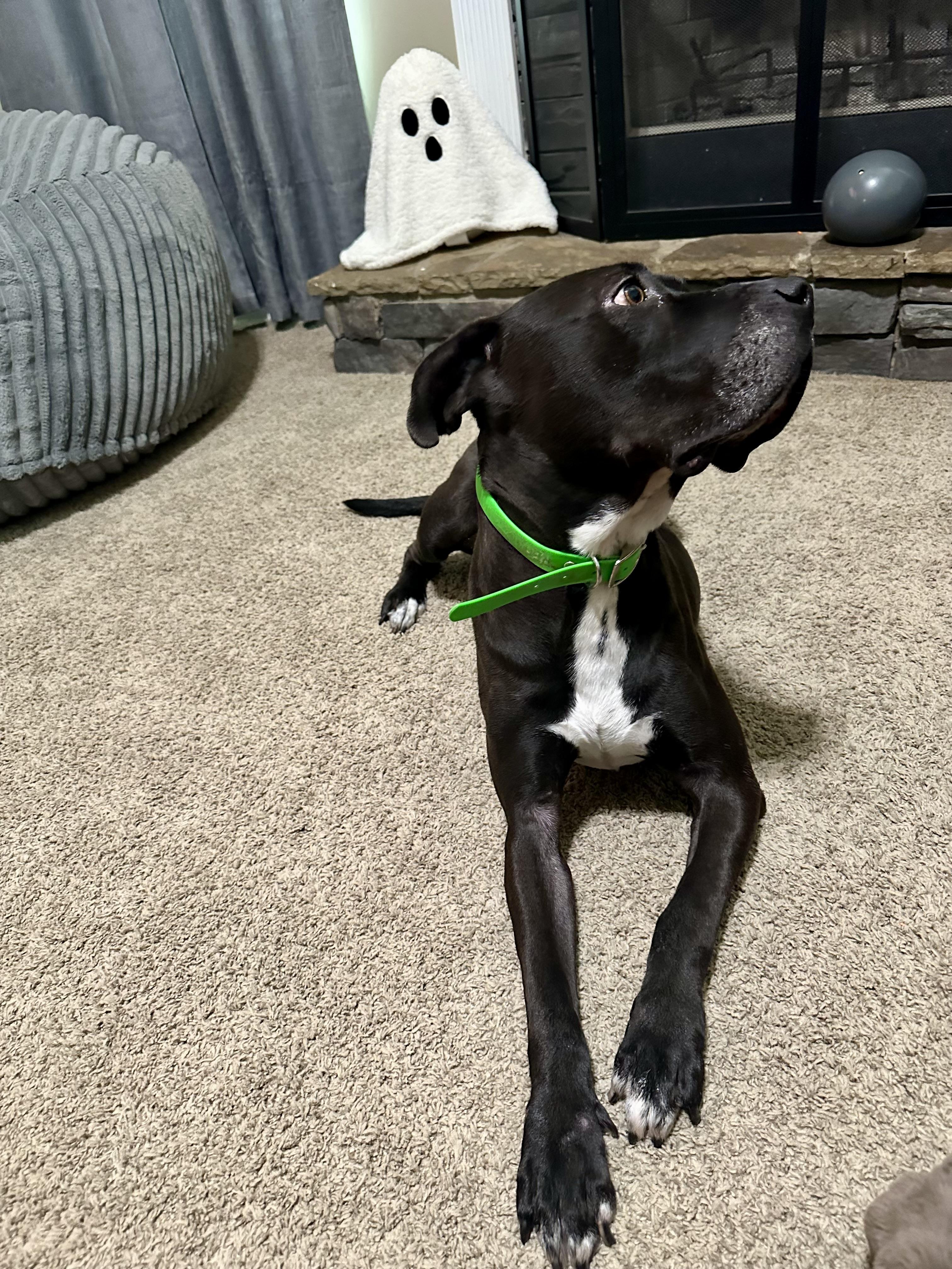 Enlarge Winston, a Adoptable mixed breed in Auburn, GA image 3/5