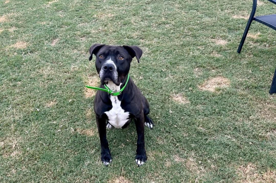 Enlarge Winston, a Adoptable mixed breed in Auburn, GA image 5/5