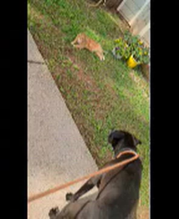 Enlarge Winston, a Adoptable mixed breed in Auburn, GA video 6/6