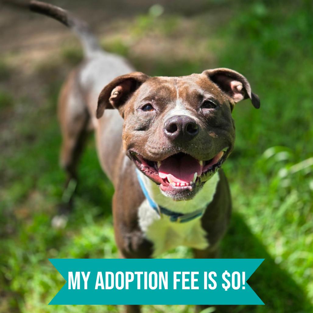 Fredo, Adoptable, Adult Male Mixed Breed.