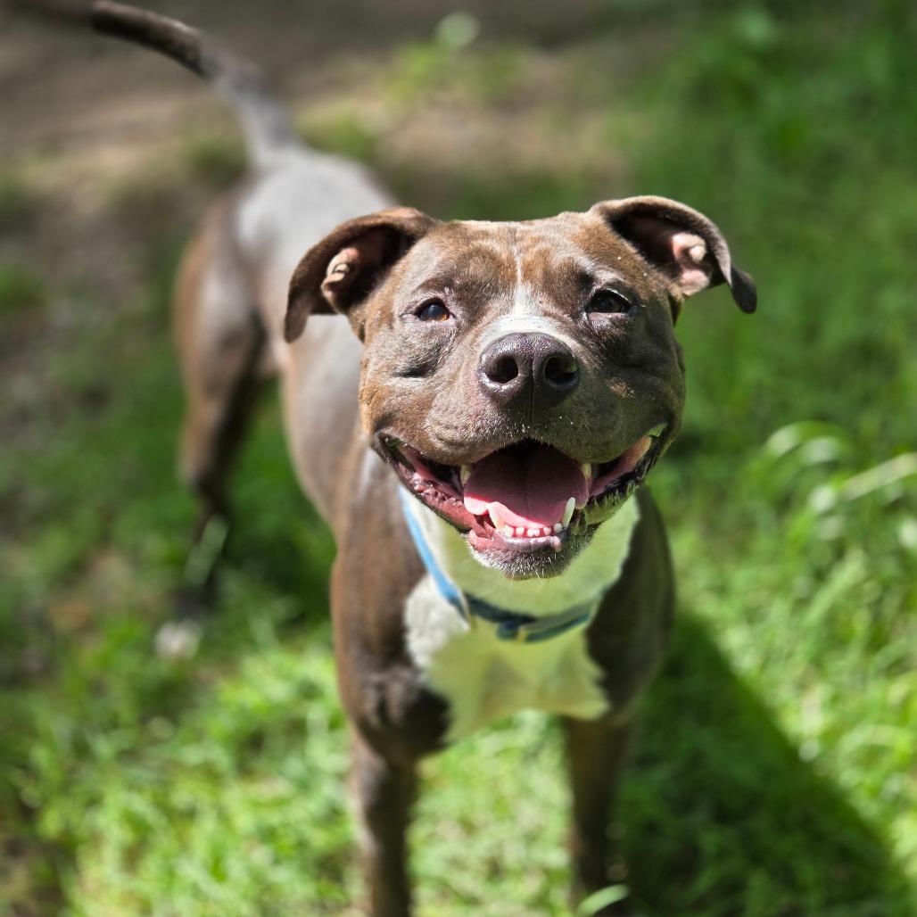 Enlarge Fredo, a Adoptable Mixed Breed in Charleston, WV image 2/3