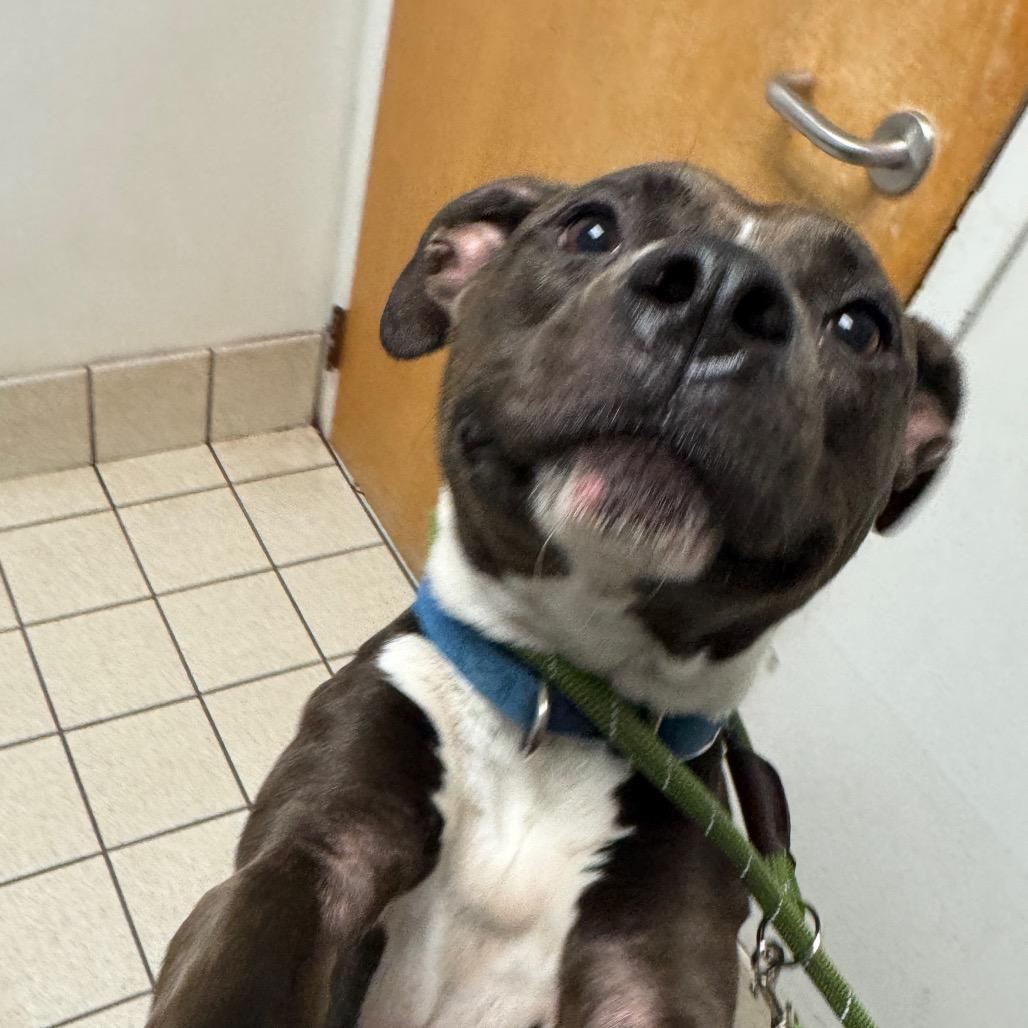 Enlarge Fredo, a Adoptable Mixed Breed in Charleston, WV image 3/3