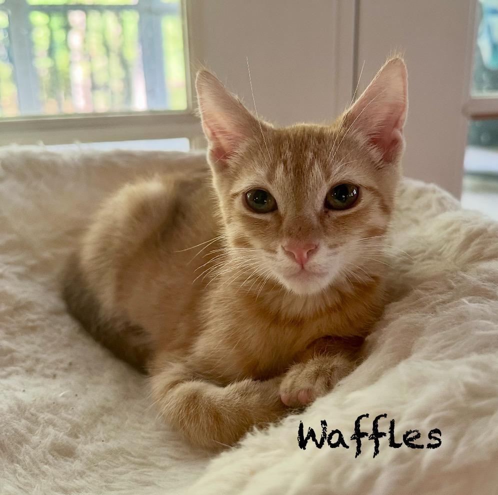 Waffles photo 2