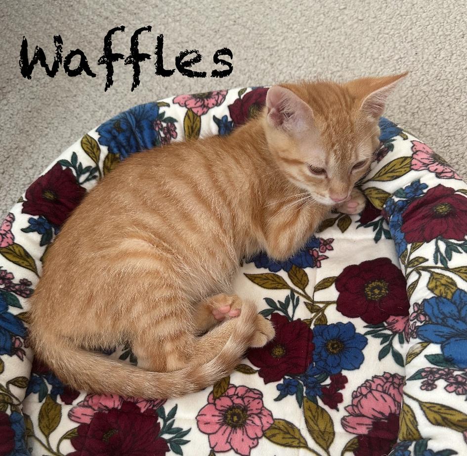 Waffles photo 3