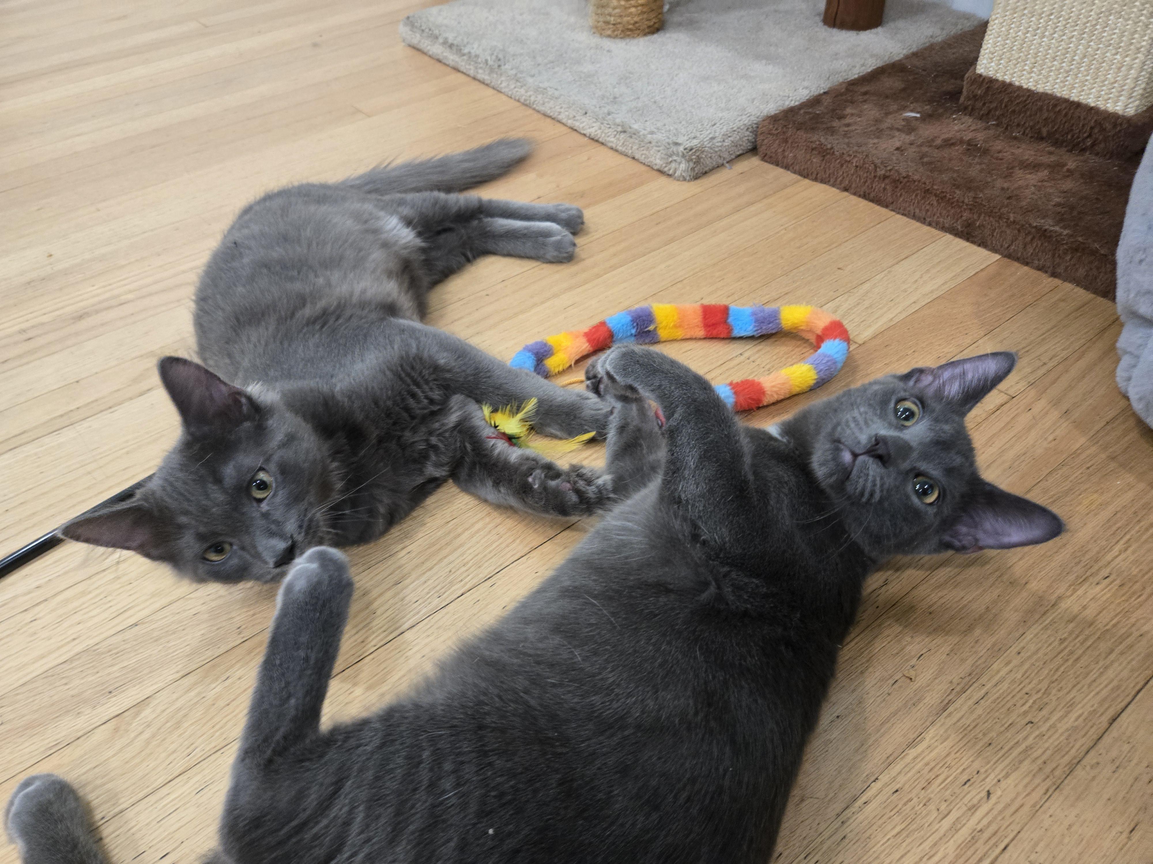 Enlarge Bedhead & Buzzcut, a ADOPTABLE Domestic Short Hair in La Canada, CA image 4/6