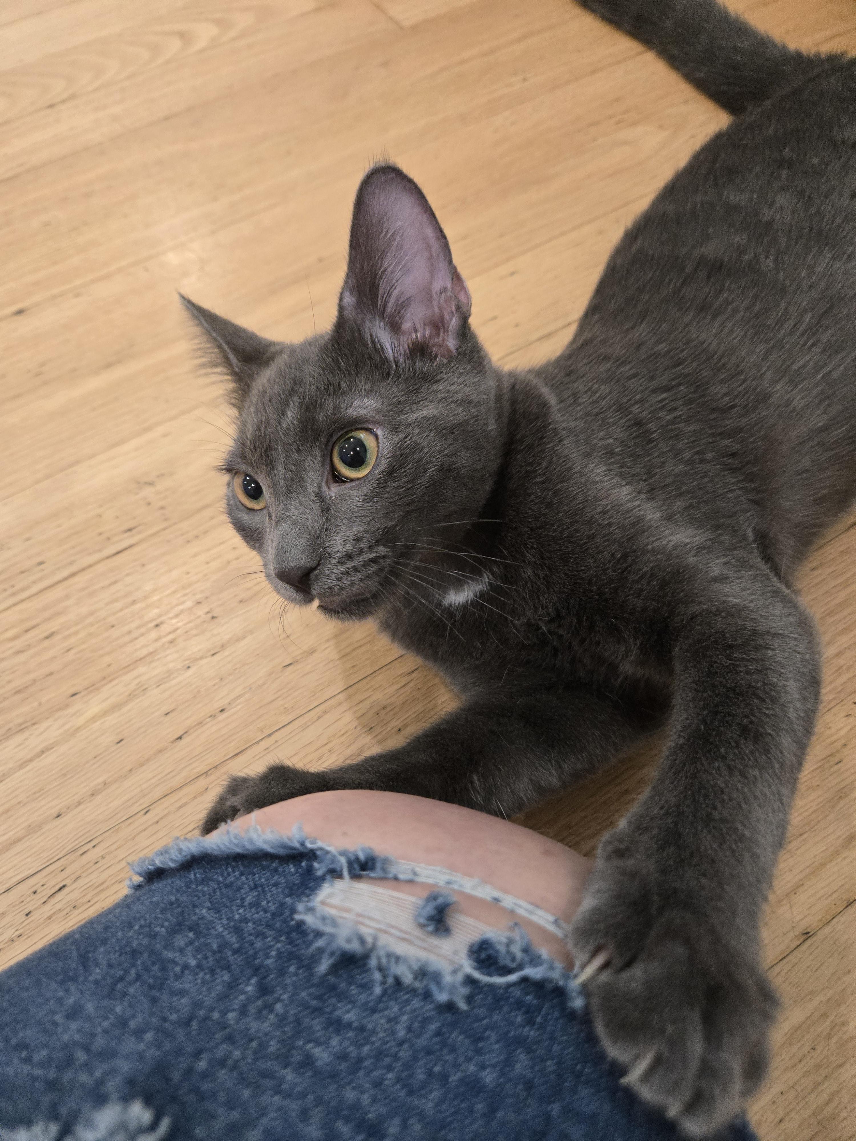 Enlarge Bedhead & Buzzcut, a ADOPTABLE Domestic Short Hair in La Canada, CA image 6/6