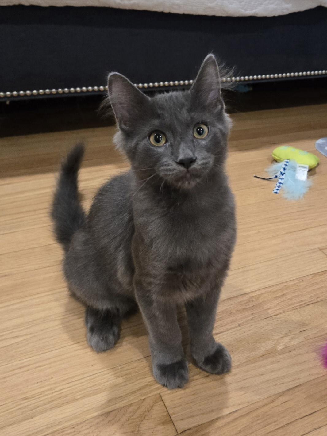 Enlarge Bedhead & Buzzcut, a ADOPTABLE Domestic Short Hair in La Canada, CA image 5/6
