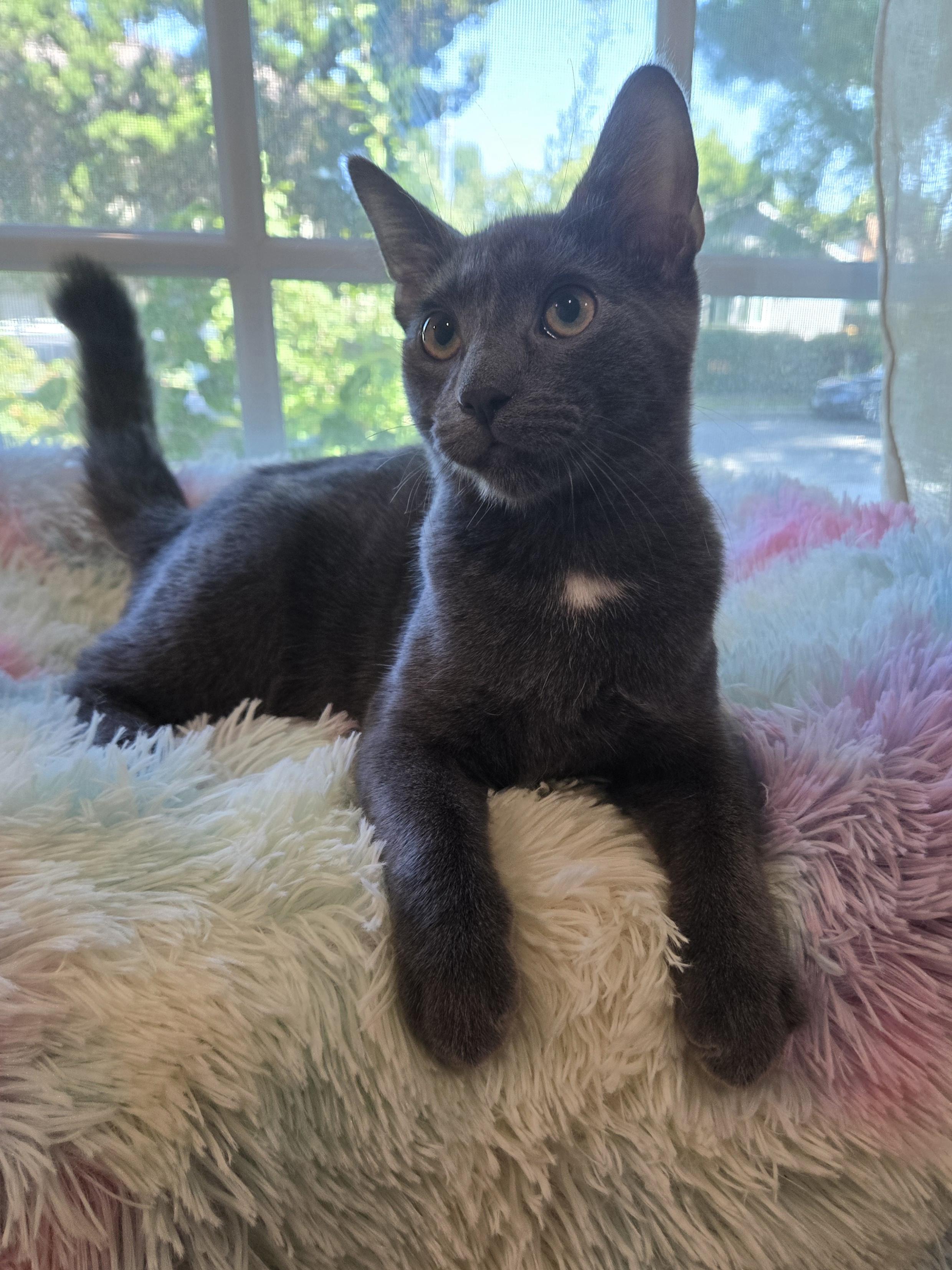 Enlarge Bedhead & Buzzcut, a ADOPTABLE Domestic Short Hair in La Canada, CA image 3/6