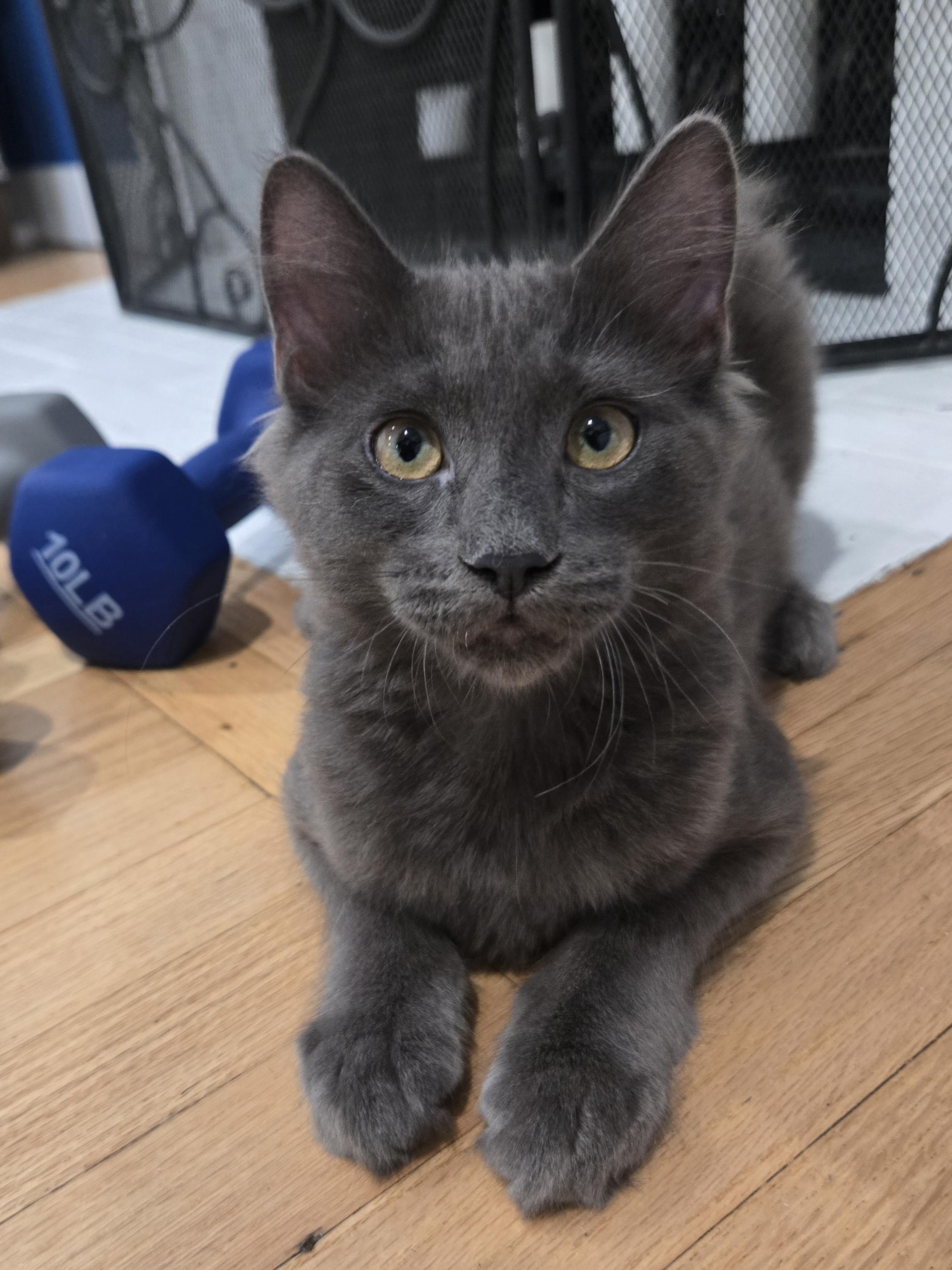 Enlarge Bedhead & Buzzcut, a ADOPTABLE Domestic Short Hair in La Canada, CA image 2/6