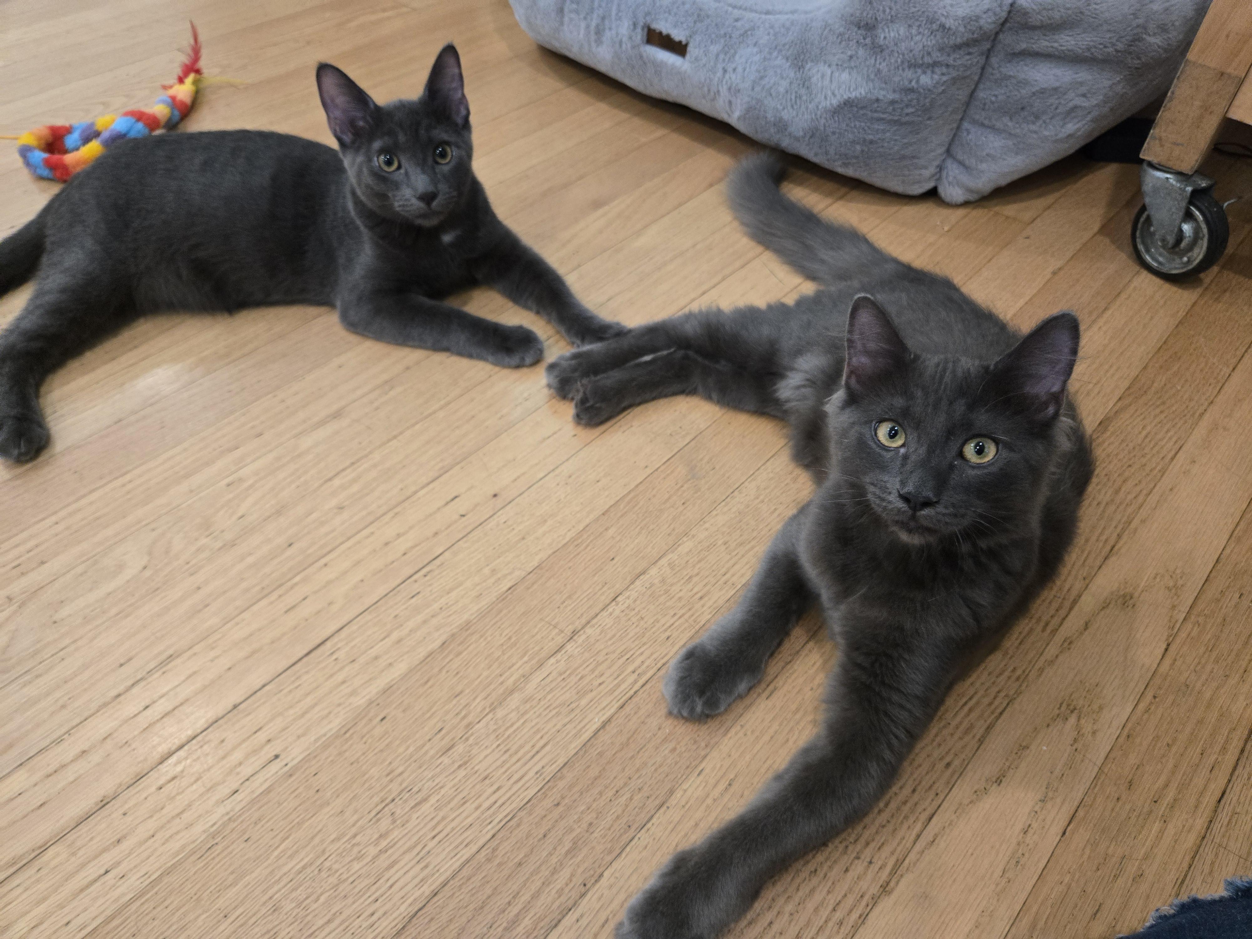 Bedhead & Buzzcut, ADOPTABLE, Kitten Male Domestic Short Hair.