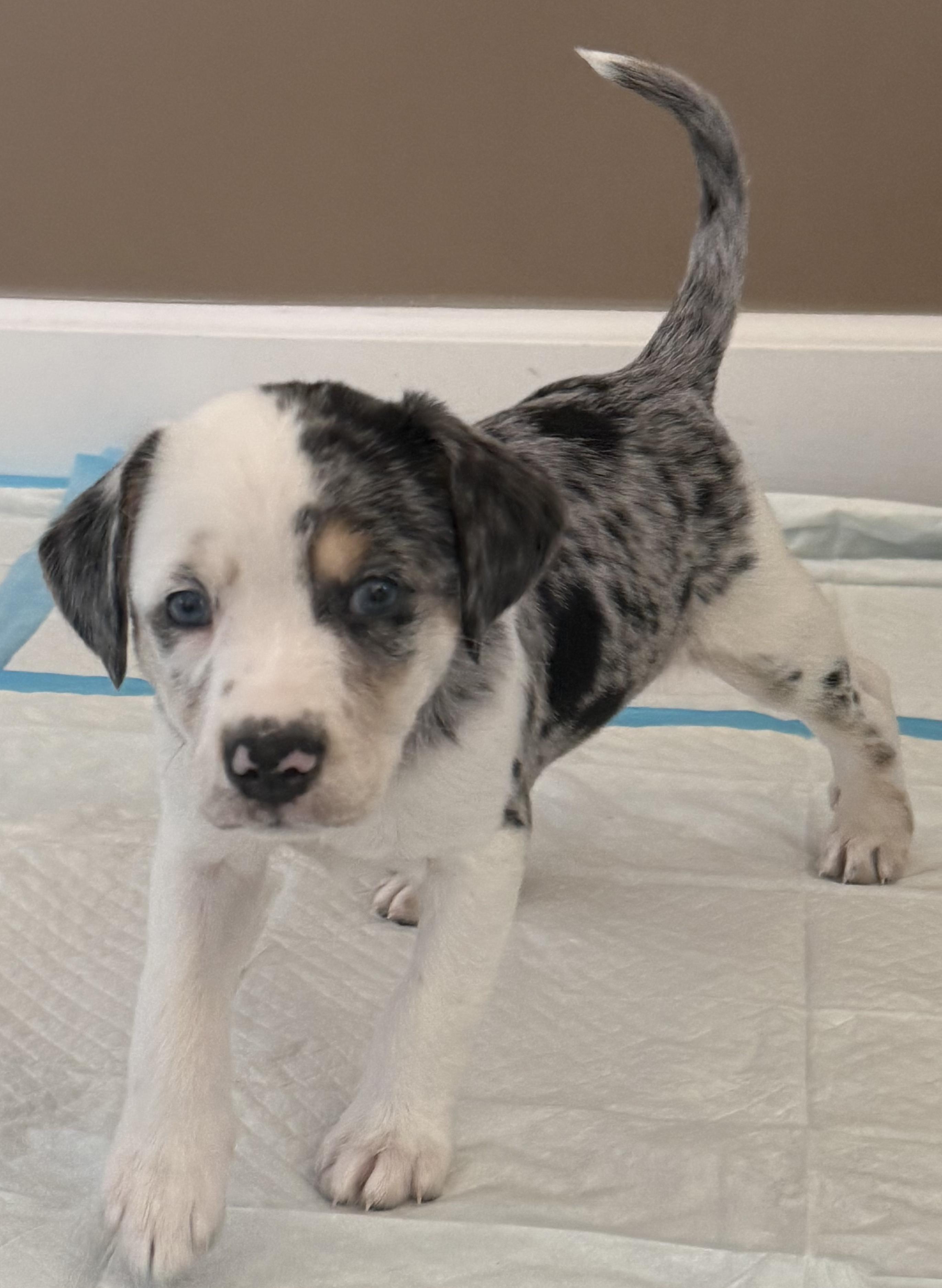 Enlarge Petey-ADOPTION PENDING!, an adopted mixed breed in Mount Bethel, PA image 2/4