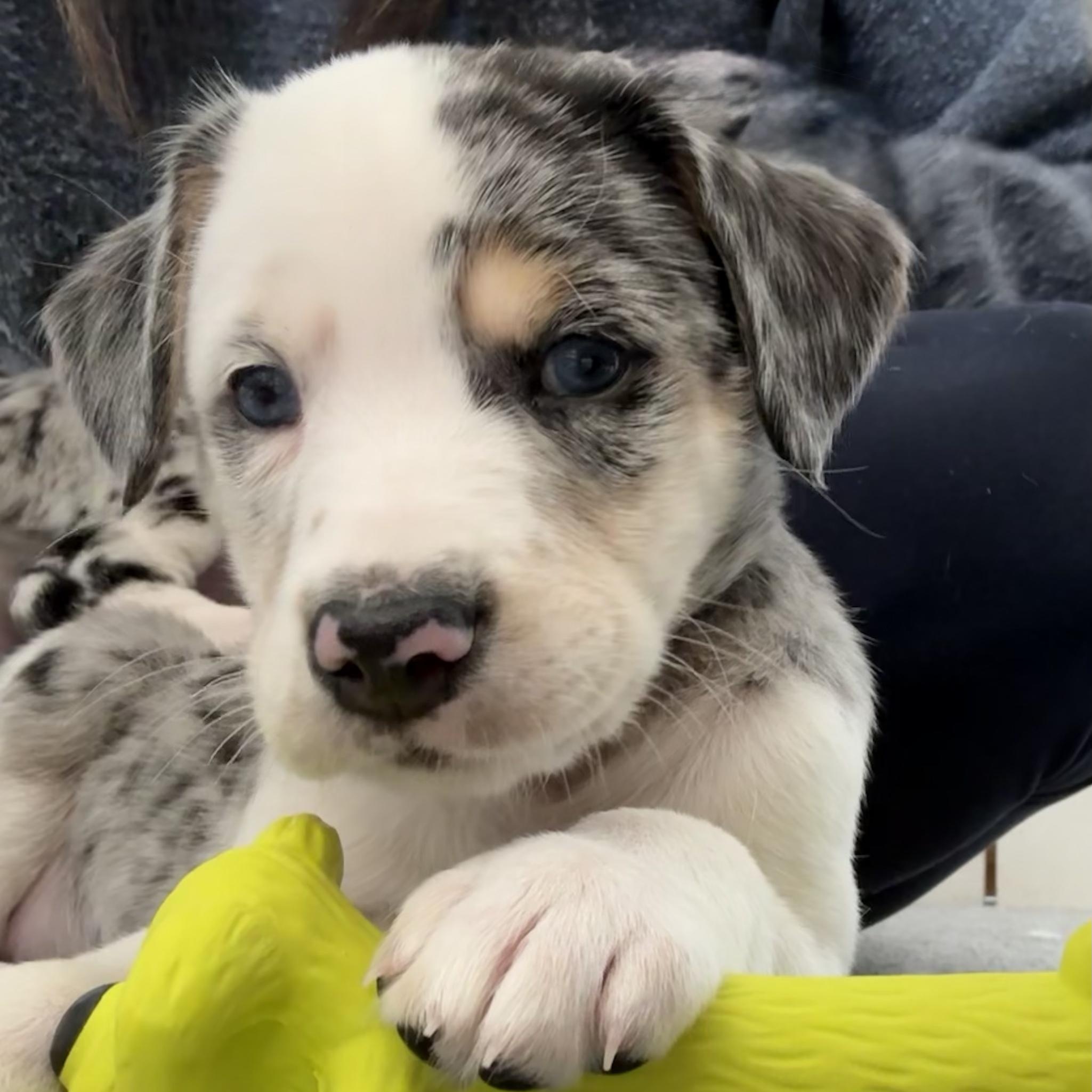 Enlarge Petey-ADOPTION PENDING!, an adopted mixed breed in Mount Bethel, PA image 1/4