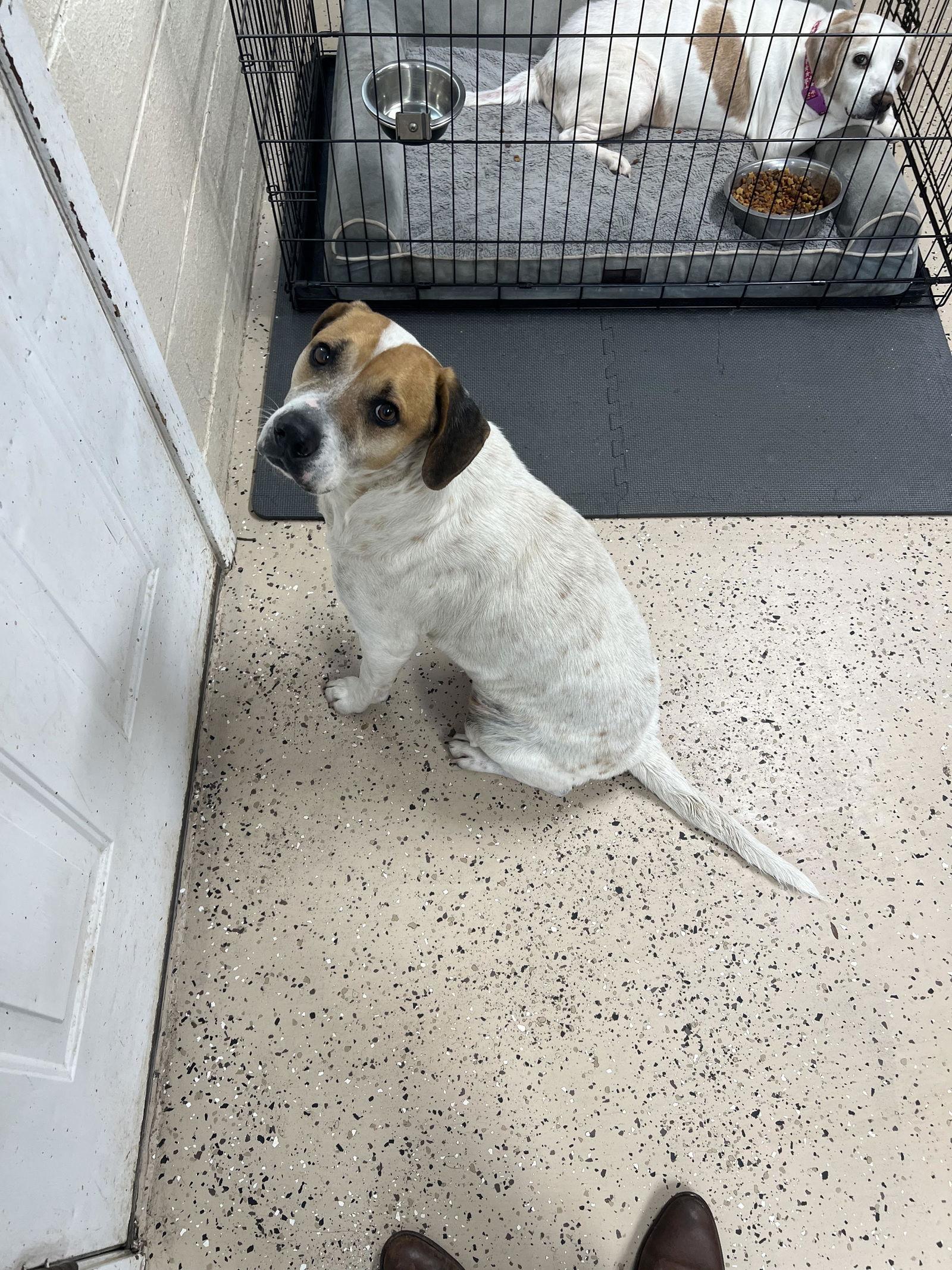 Chevy, Adoptable, Adult Male Hound.