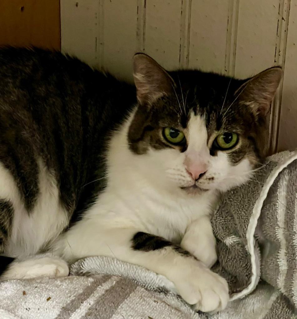 Ivy3, Adoptable, Adult Female Domestic Short Hair.