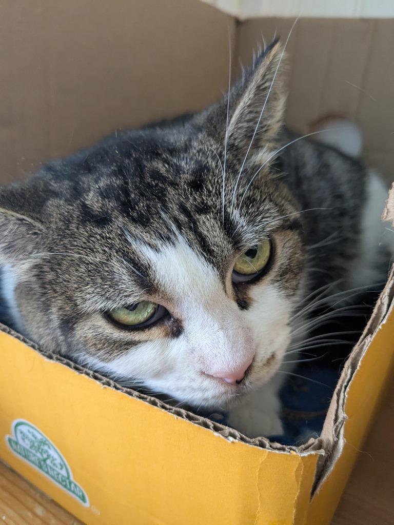 Ivy3, Adoptable, Adult Female Domestic Short Hair.