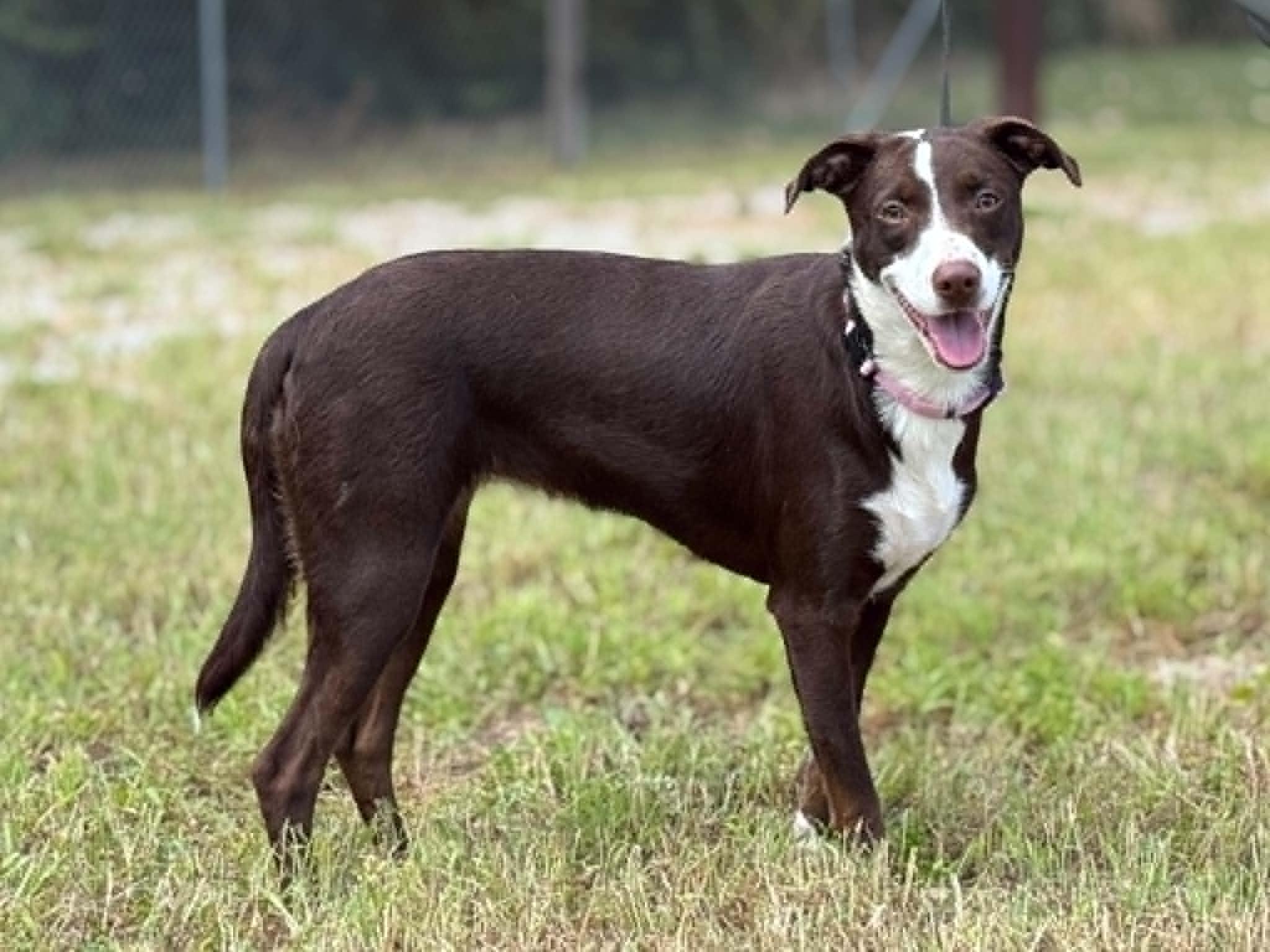 Baby Girl, Adoptable, Adult Female Collie & Chocolate Labrador Retriever.