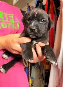 Enlarge Miano, an adopted mixed breed in Kalamazoo, MI image 1/1
