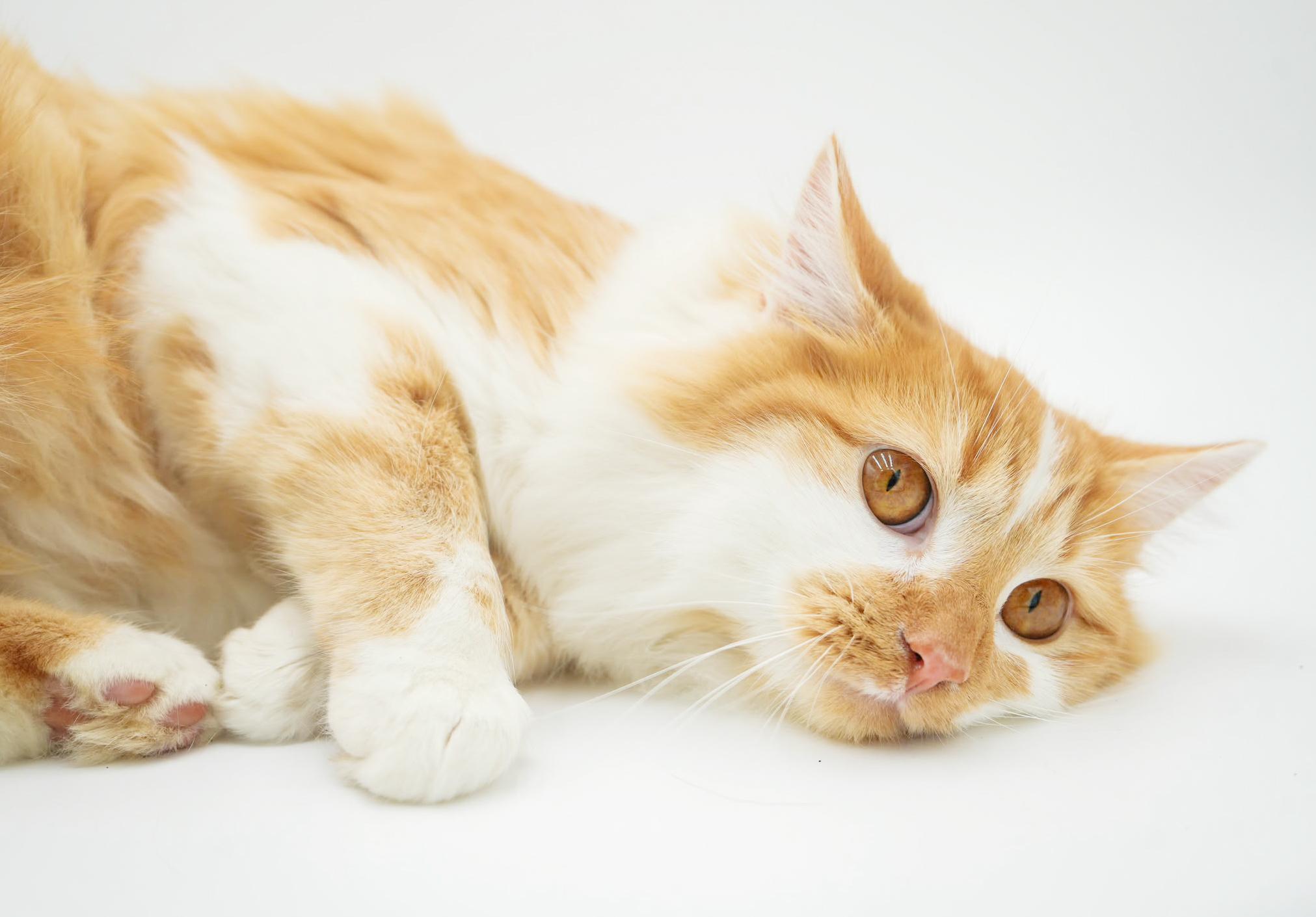 Enlarge Finn is... well the fluffiest ball around! BONDED WITH FLORA - Gentle sweet boy! VIDEO!, a Adoptable mixed breed in Bedford Hills, NY image 5/6