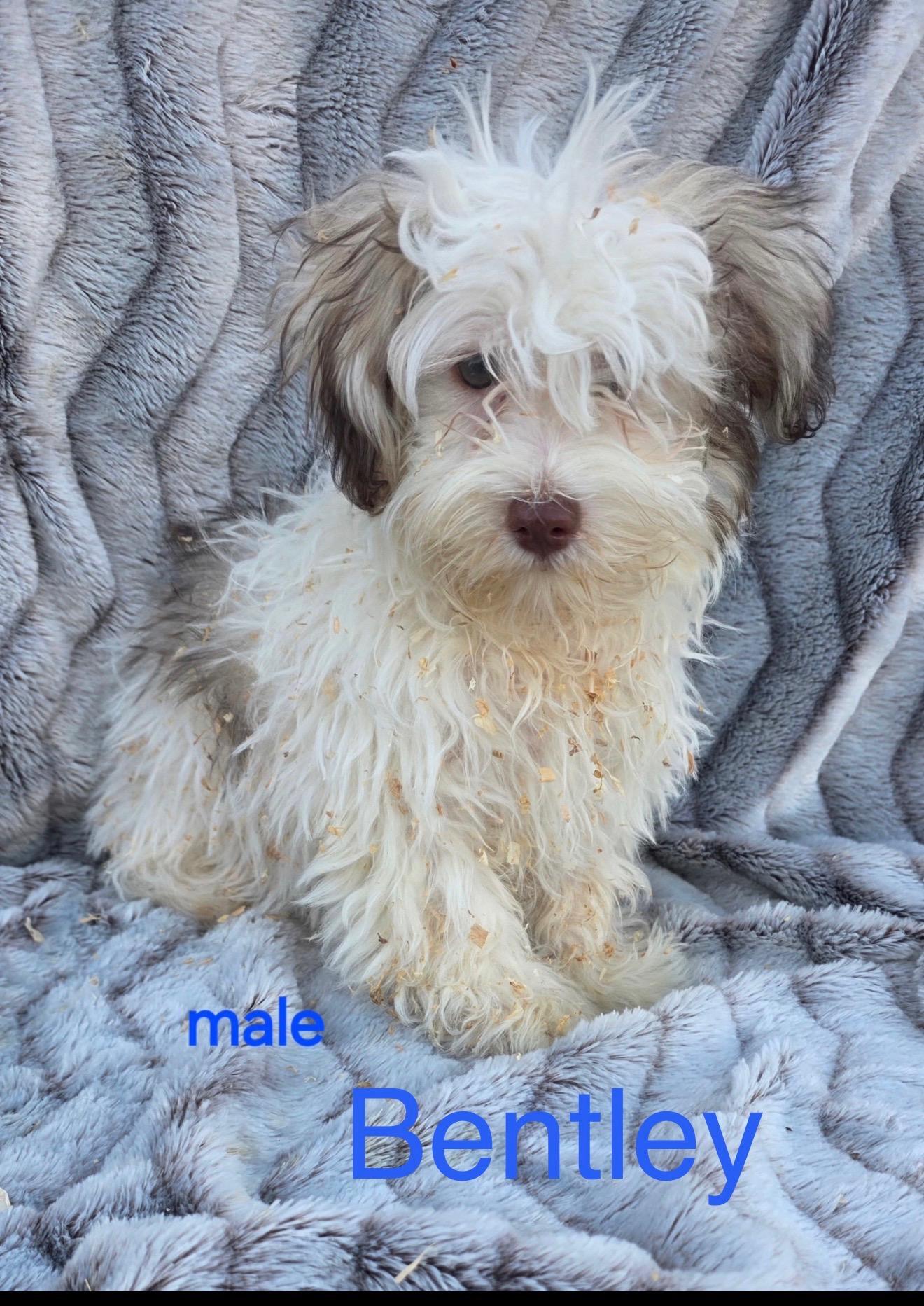 Enlarge Bentley , a ADOPTABLE Havanese in South Amboy, NJ image 1/1