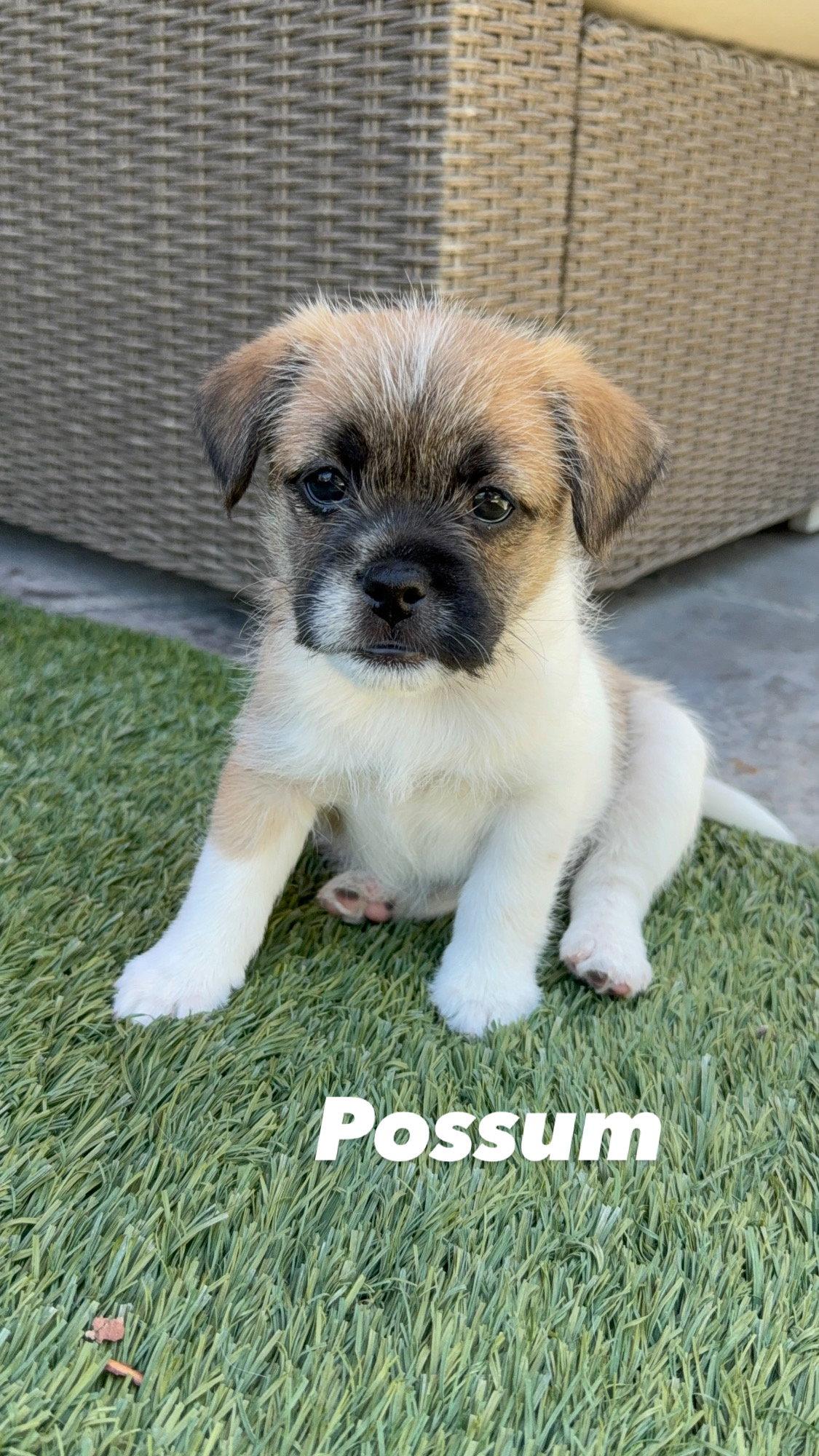 Possum, Adoptable, Puppy Female French Bulldog.