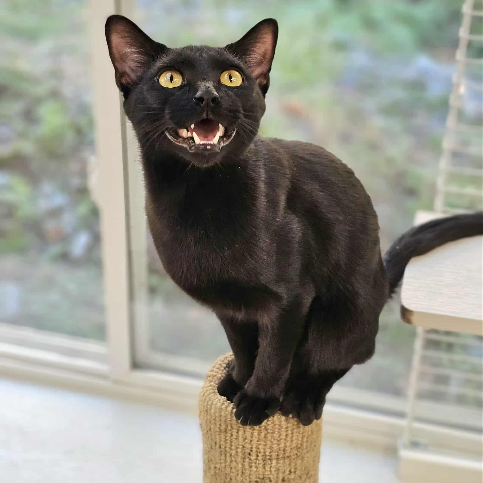 Enlarge Biscuits, a Adoptable Domestic Short Hair in Waynesville, NC image 1/2