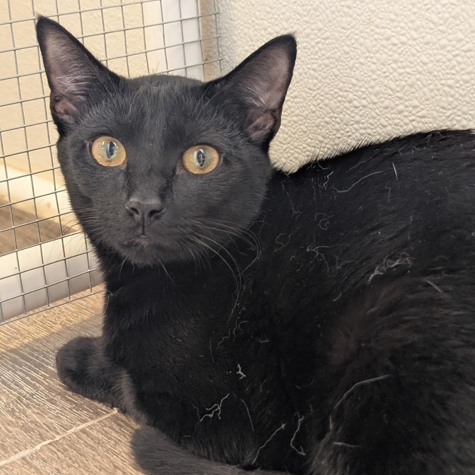 Enlarge Biscuits, a Adoptable Domestic Short Hair in Waynesville, NC image 2/2