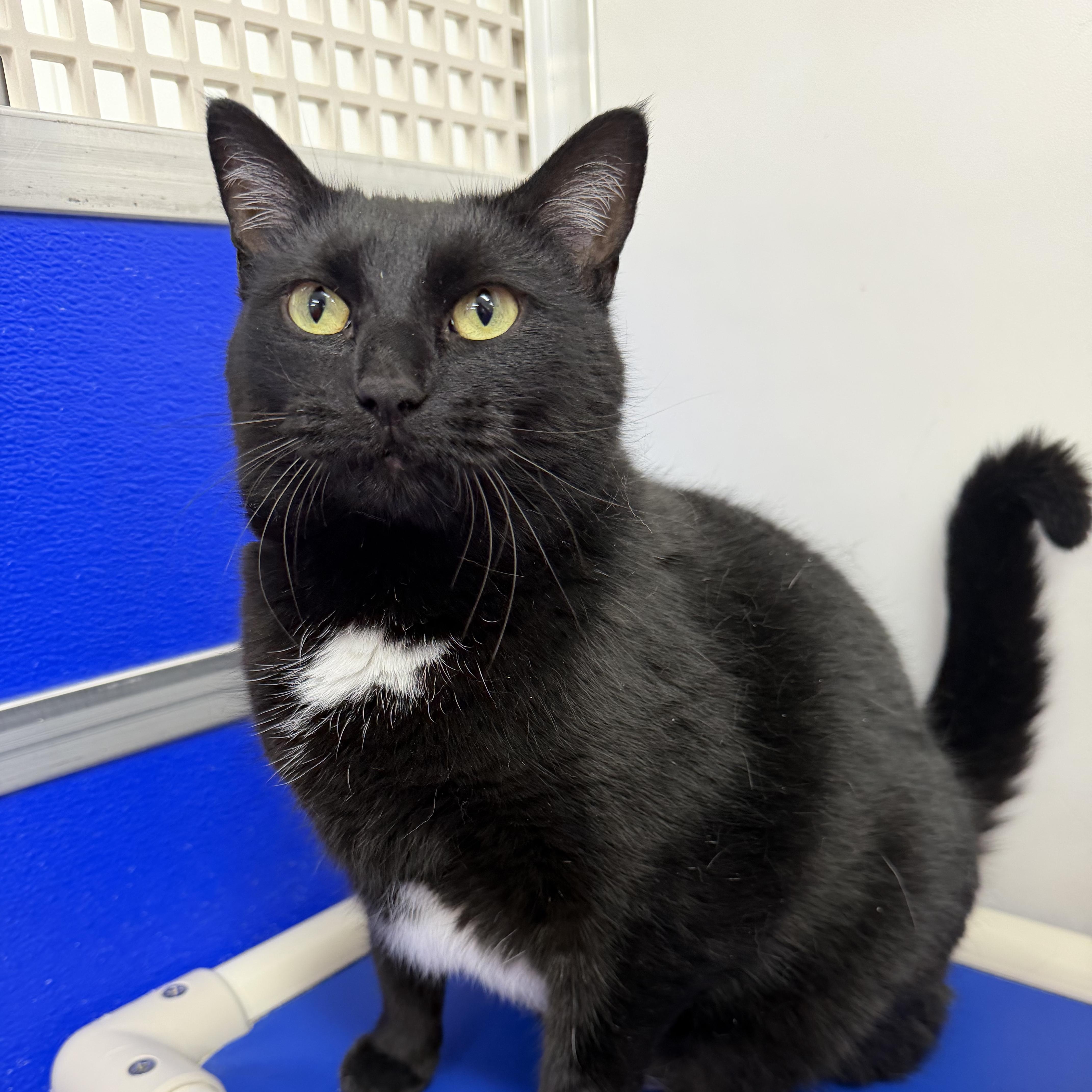 Enlarge Duchess, a Adoptable Domestic Short Hair in Dunkirk, NY image 1/1
