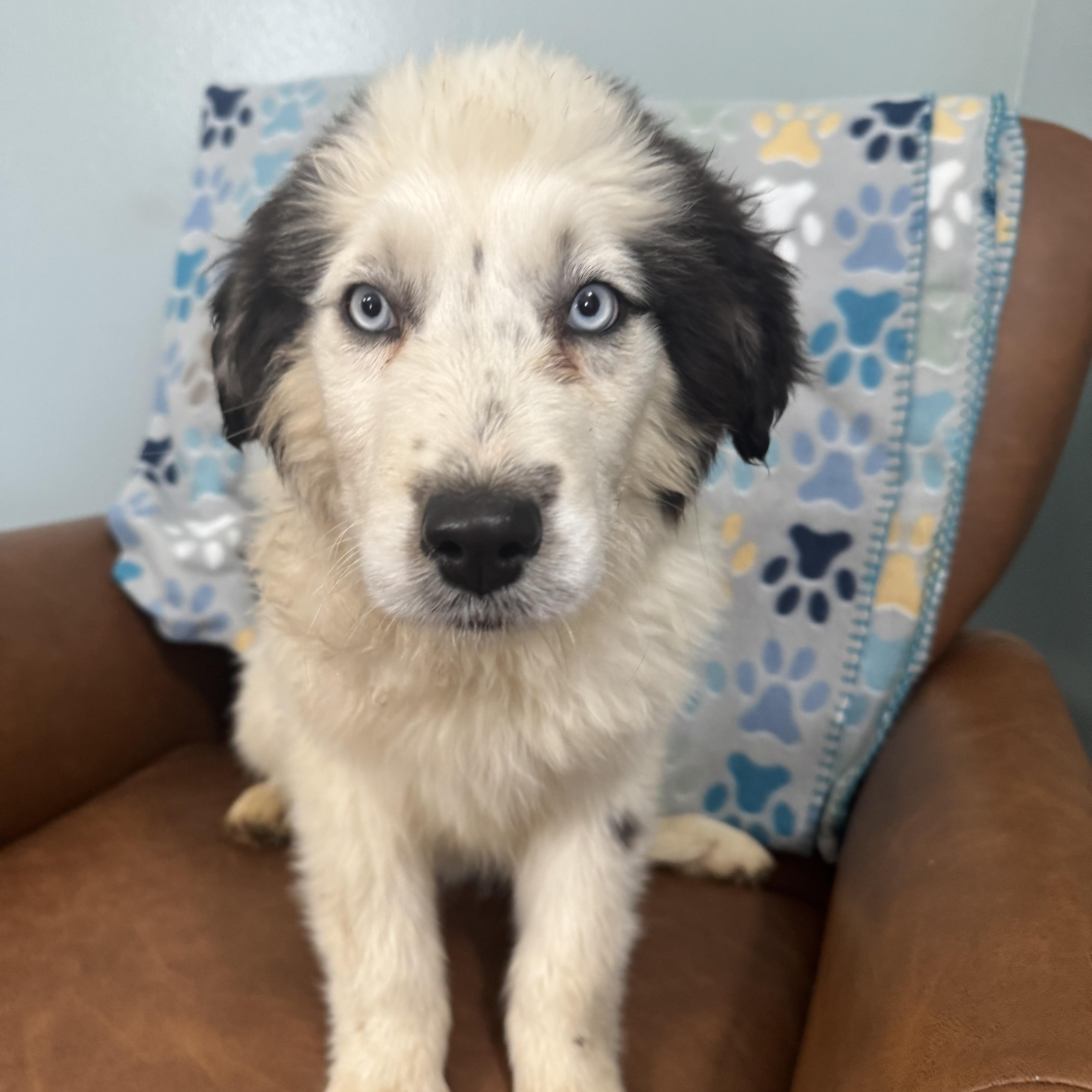 Enlarge Ares, a ADOPTABLE mixed breed in Sequatchie, TN image 3/4