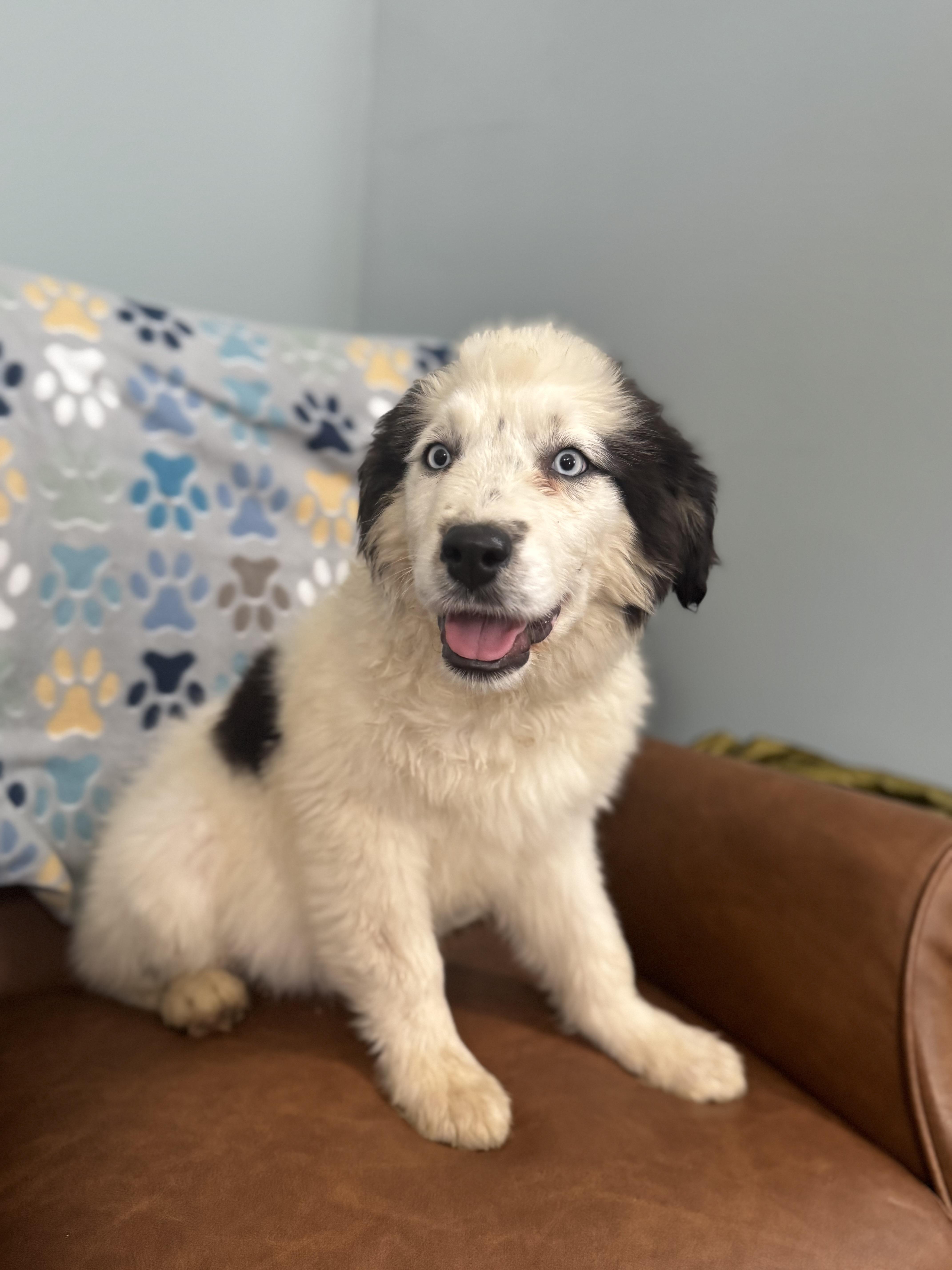 Enlarge Ares, a ADOPTABLE mixed breed in Sequatchie, TN image 4/4