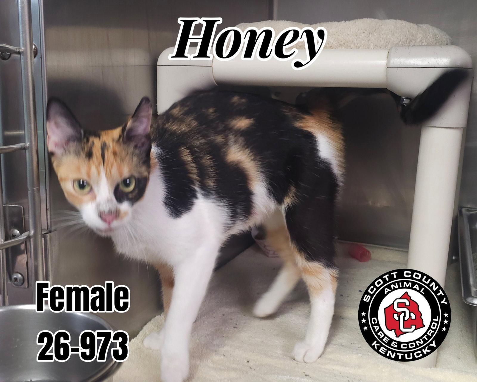 Honey, Adoptable, Adult Female Domestic Short Hair.