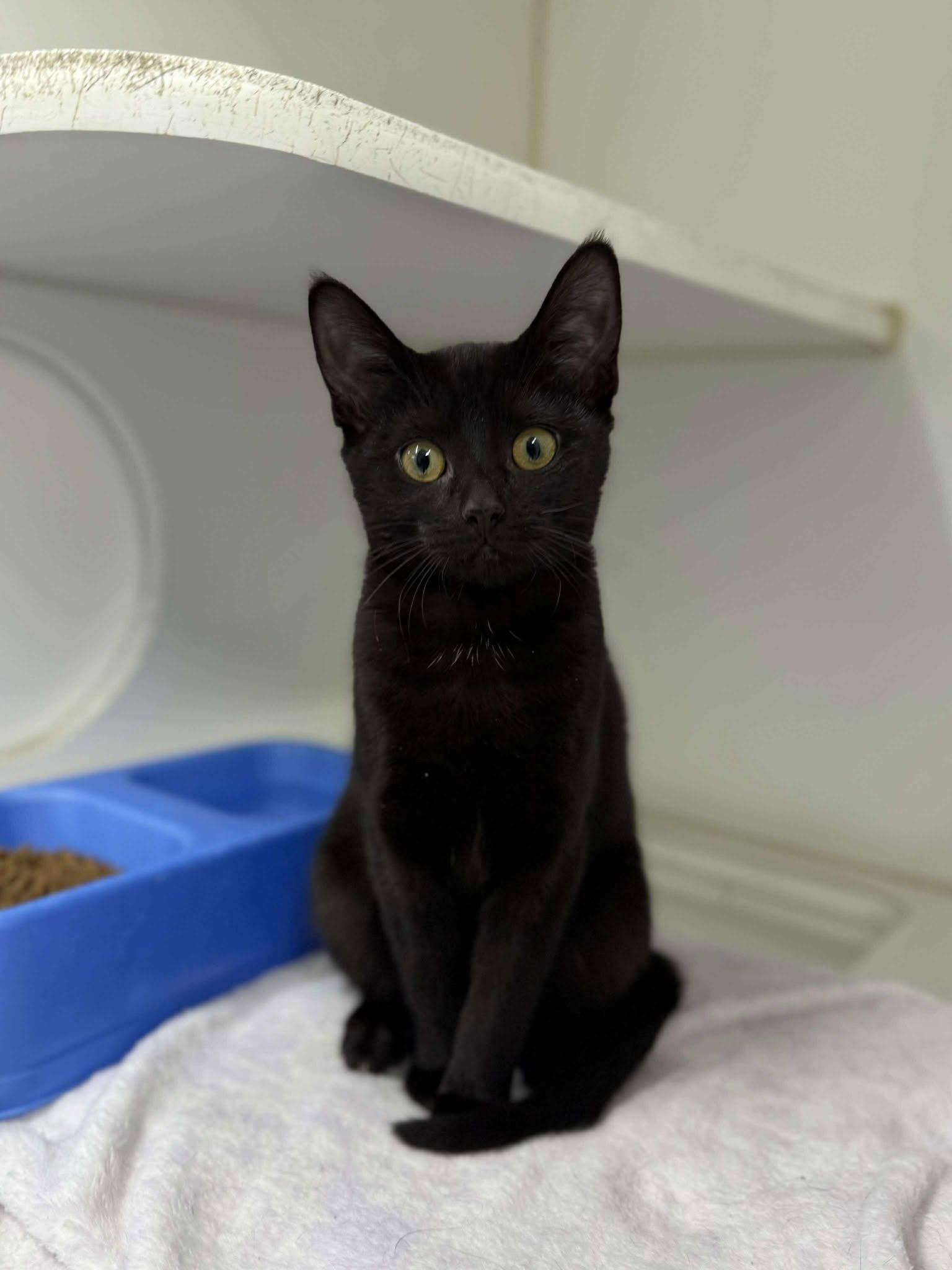 Winterberry (Fully Sponsored!), ADOPTABLE, Young Female Domestic Short Hair.