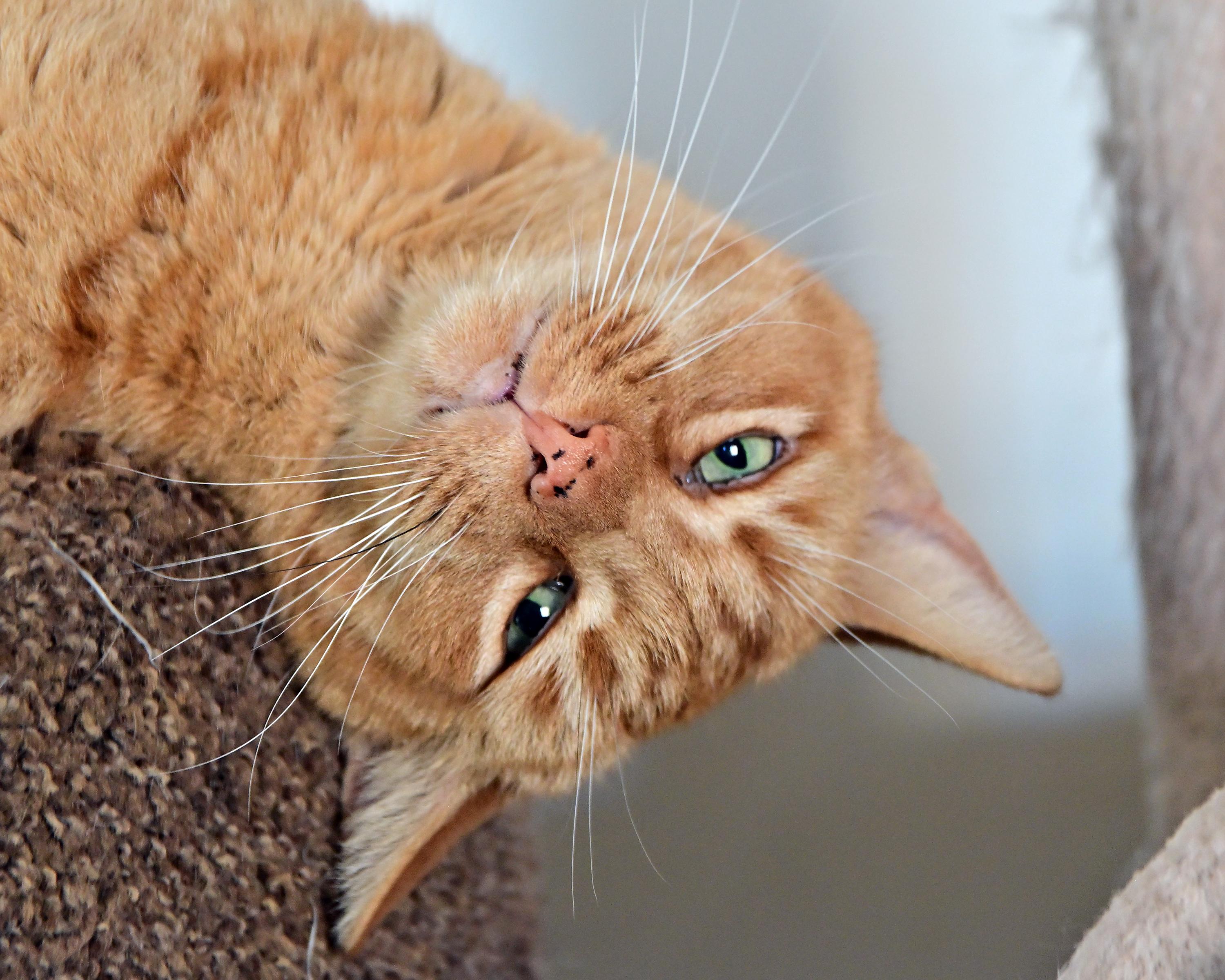 Charlie, a ADOPTABLE Domestic Short Hair in Corrales, NM image 2/2