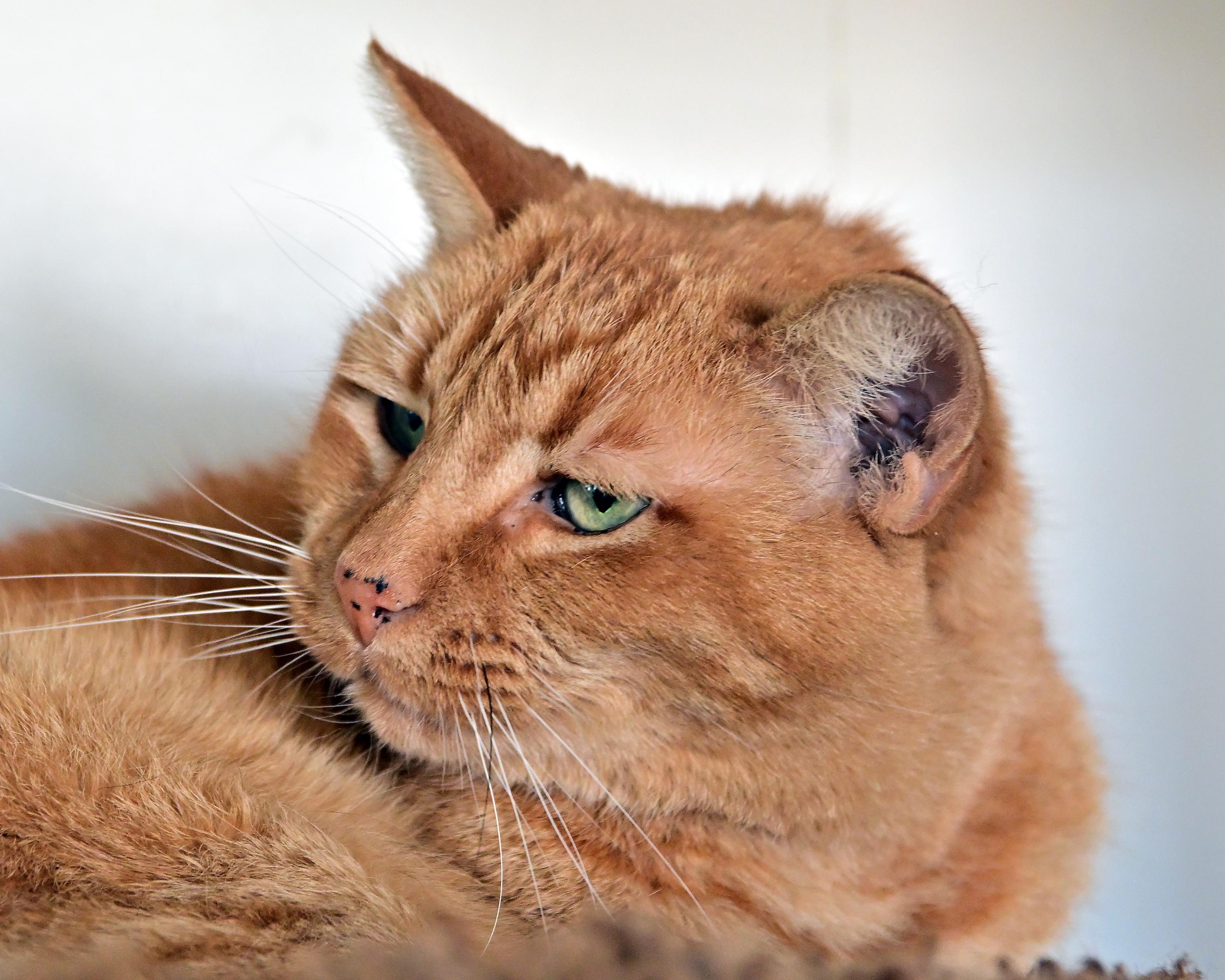 Charlie, a ADOPTABLE Domestic Short Hair in Corrales, NM image 1/2