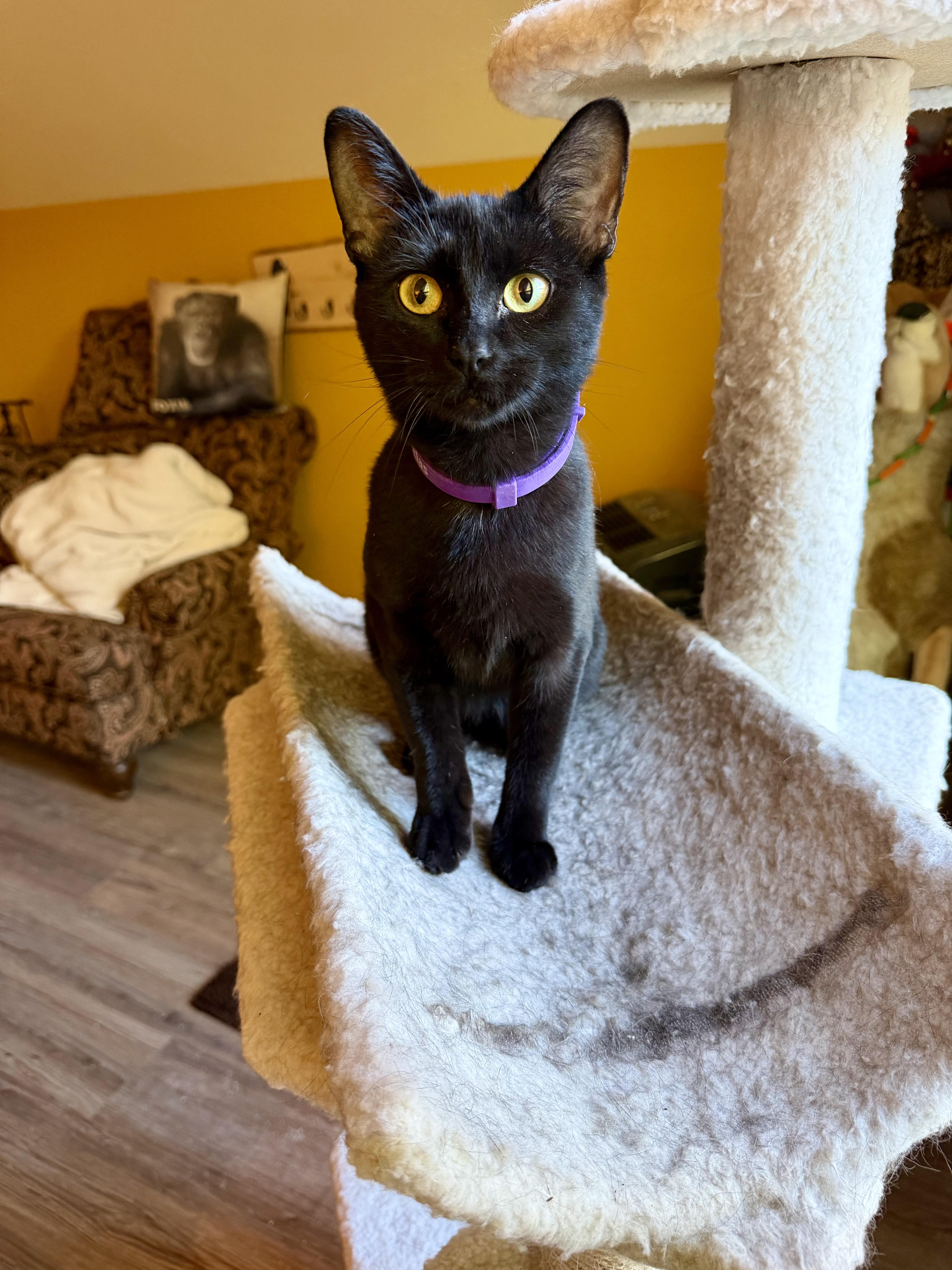 Gypsy, ADOPTABLE, Adult Female Domestic Short Hair.