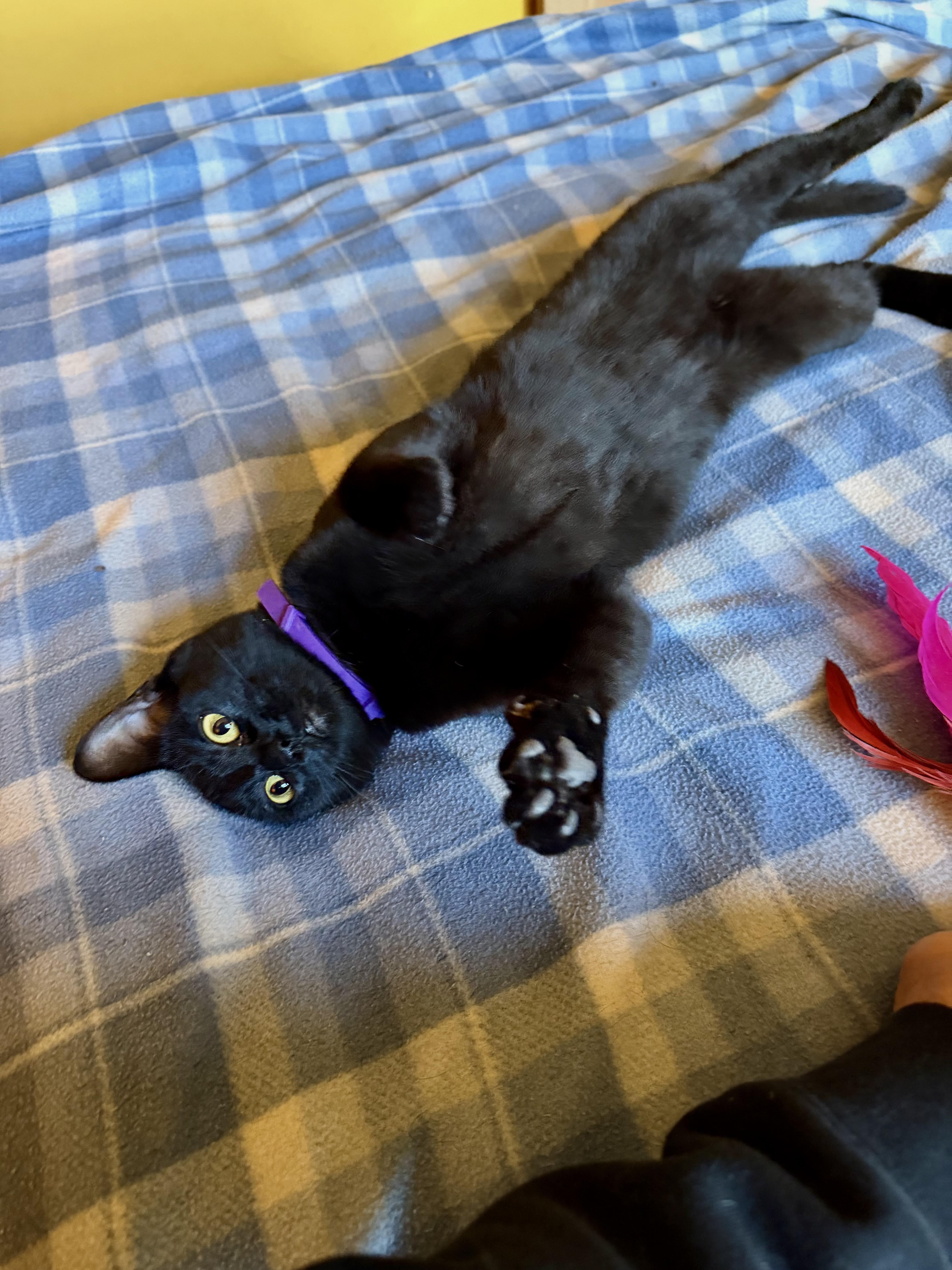 Gypsy, a ADOPTABLE Domestic Short Hair in Roslyn, WA image 2/3