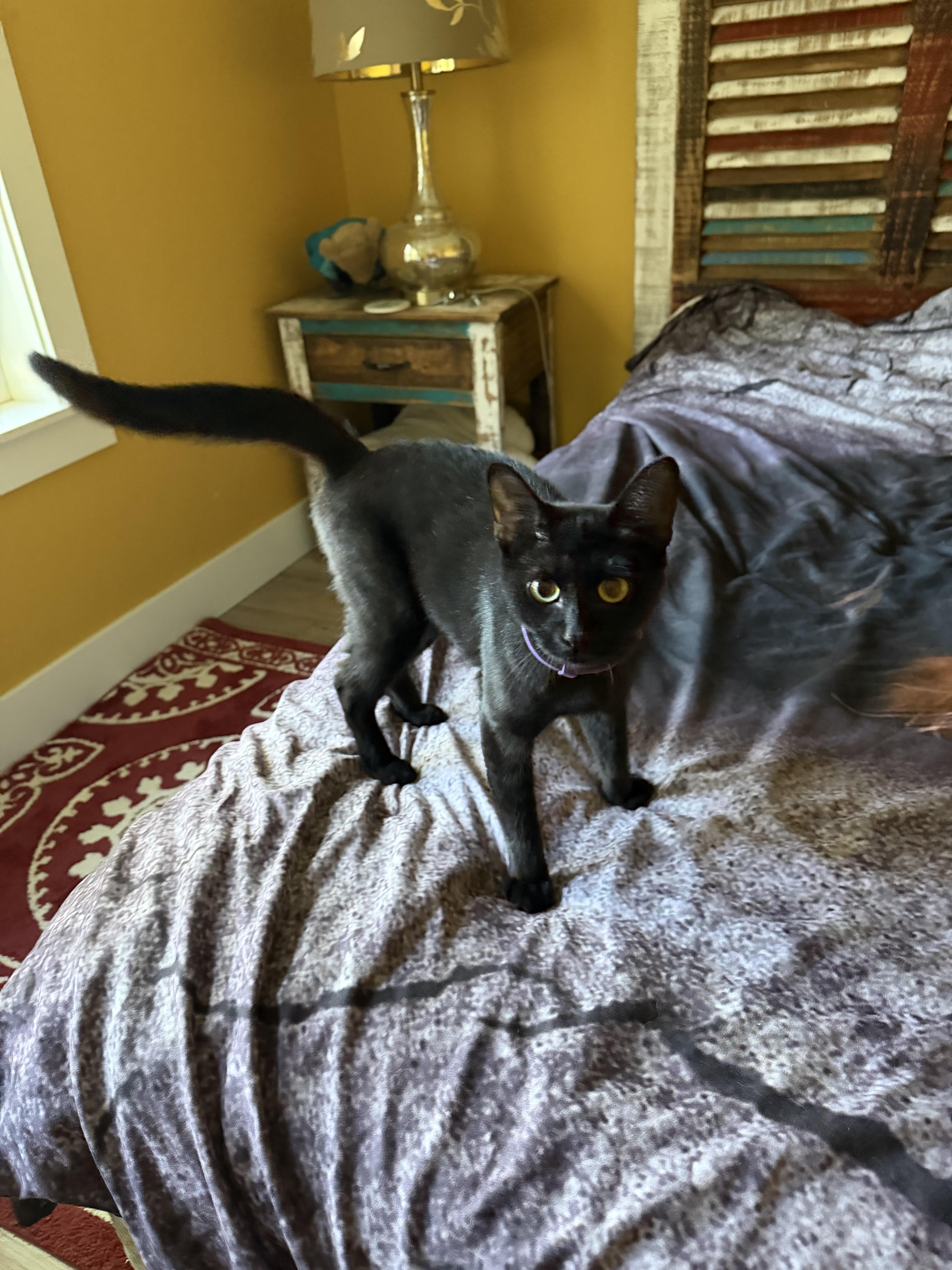 Gypsy, a ADOPTABLE Domestic Short Hair in Roslyn, WA image 3/3