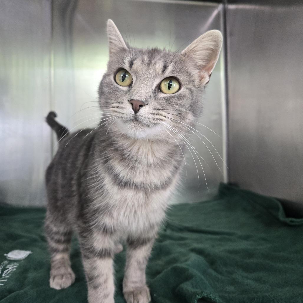 Enlarge Karria 26-255, a Adoptable Domestic Short Hair in Tawas City, MI image 1/2