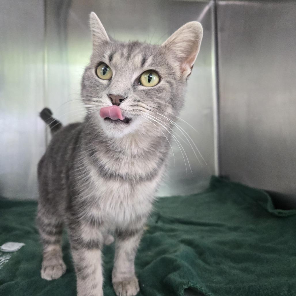 Enlarge Karria 26-255, a Adoptable Domestic Short Hair in Tawas City, MI image 2/2