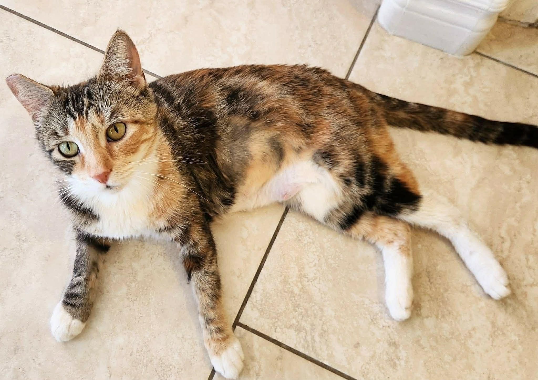 Southern Girl, ADOPTABLE, Young Female Calico & Tabby.