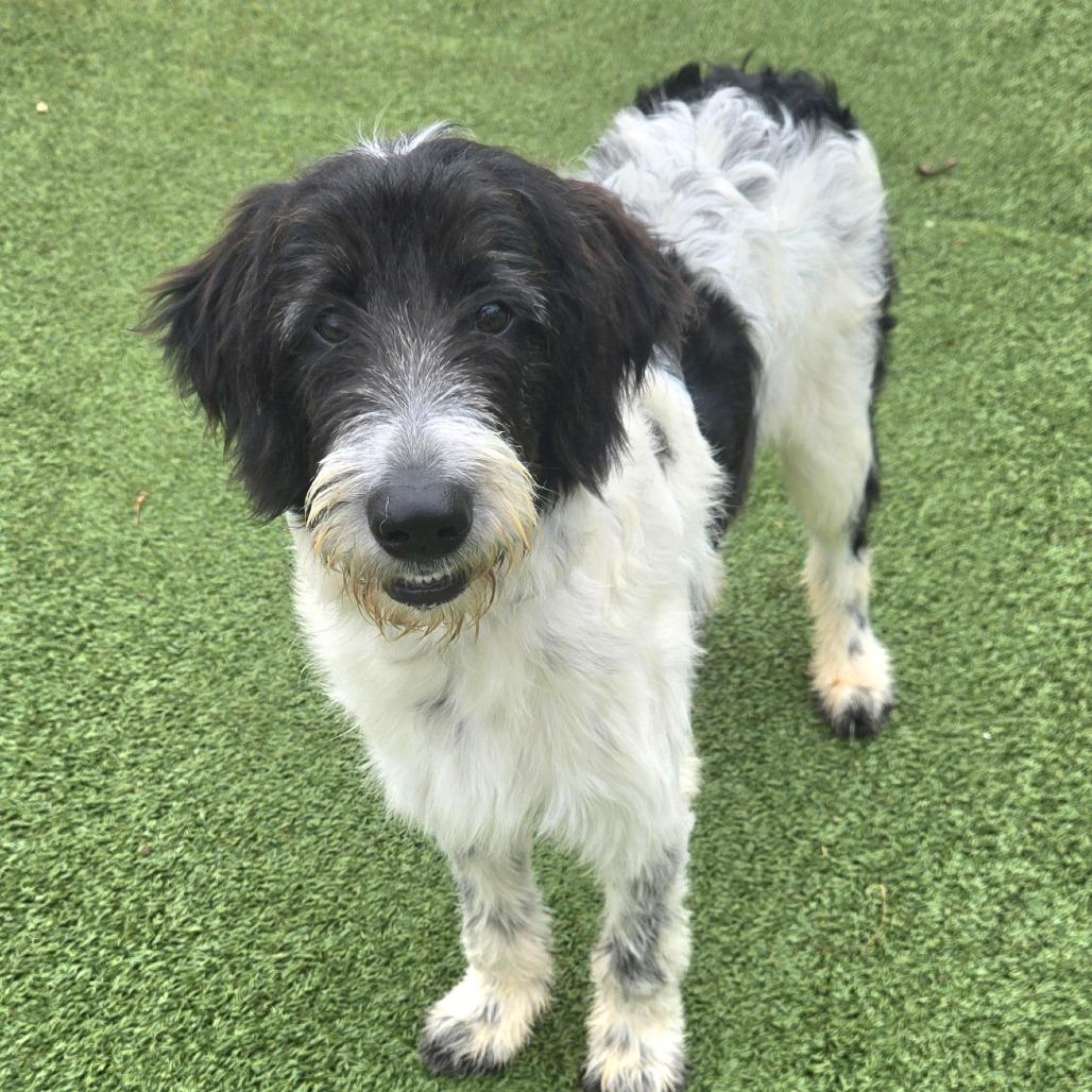 Tux, Adoptable, Young Male Cattle Dog & Poodle.