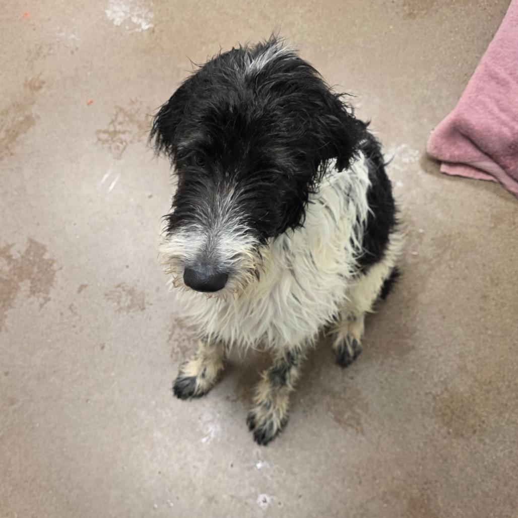 Enlarge Tux, a Adoptable mixed breed in Chattanooga, TN image 2/2