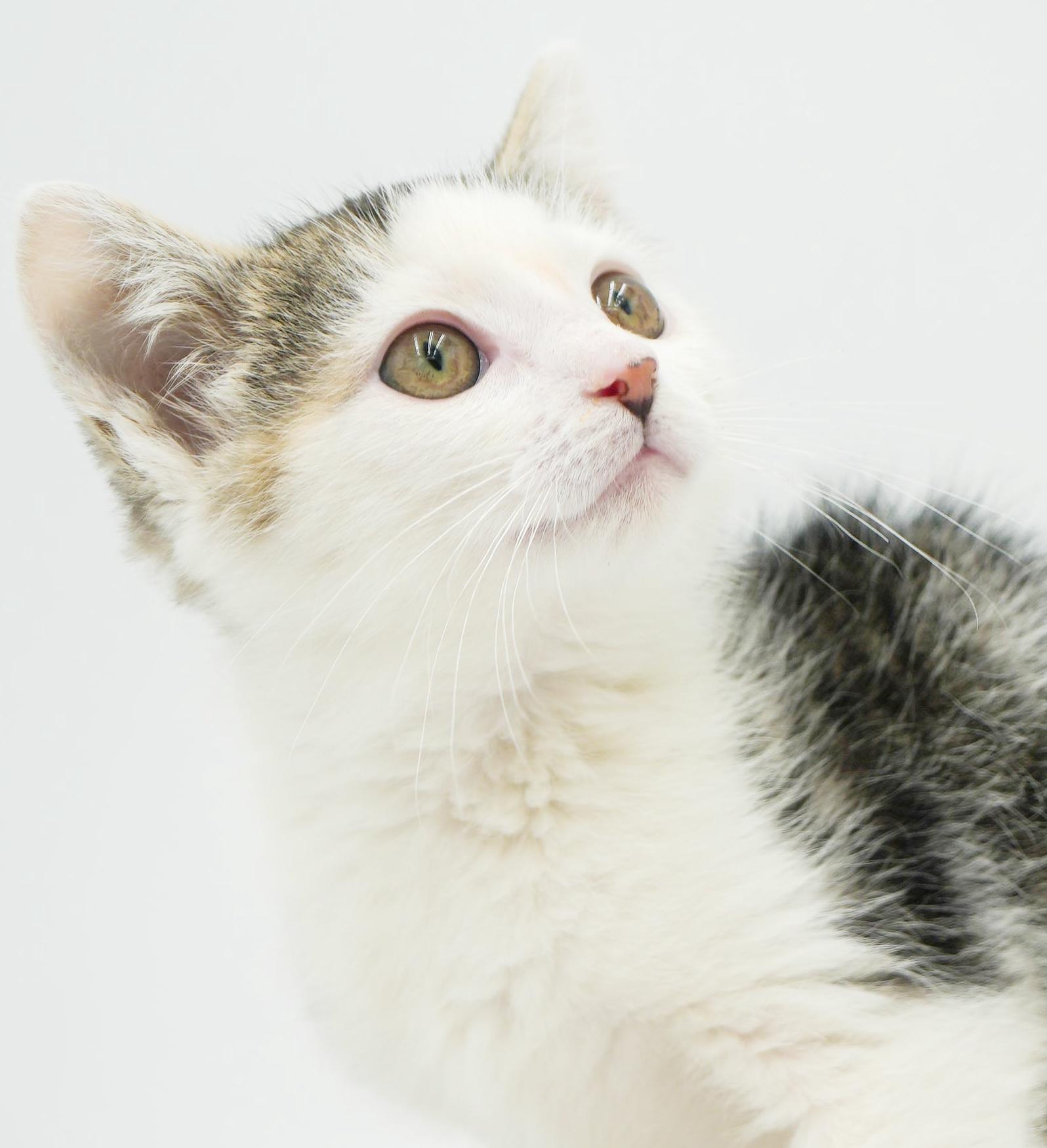 Bo Peep baby brilliance! Moon faced snugglebug!, a Adoptable mixed breed in Bedford Hills, NY image 1/6