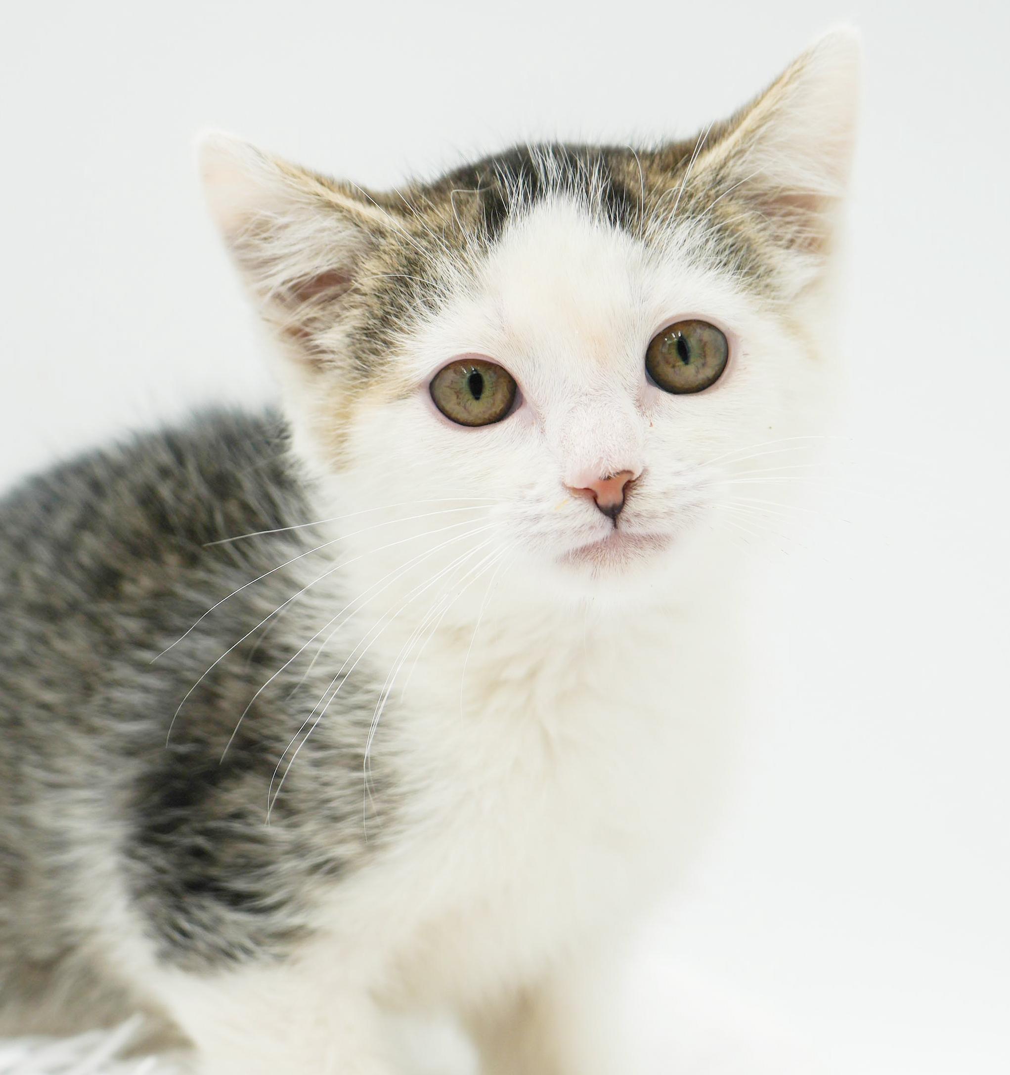 Bo Peep baby brilliance! Moon faced snugglebug!, a Adoptable mixed breed in Bedford Hills, NY image 2/6