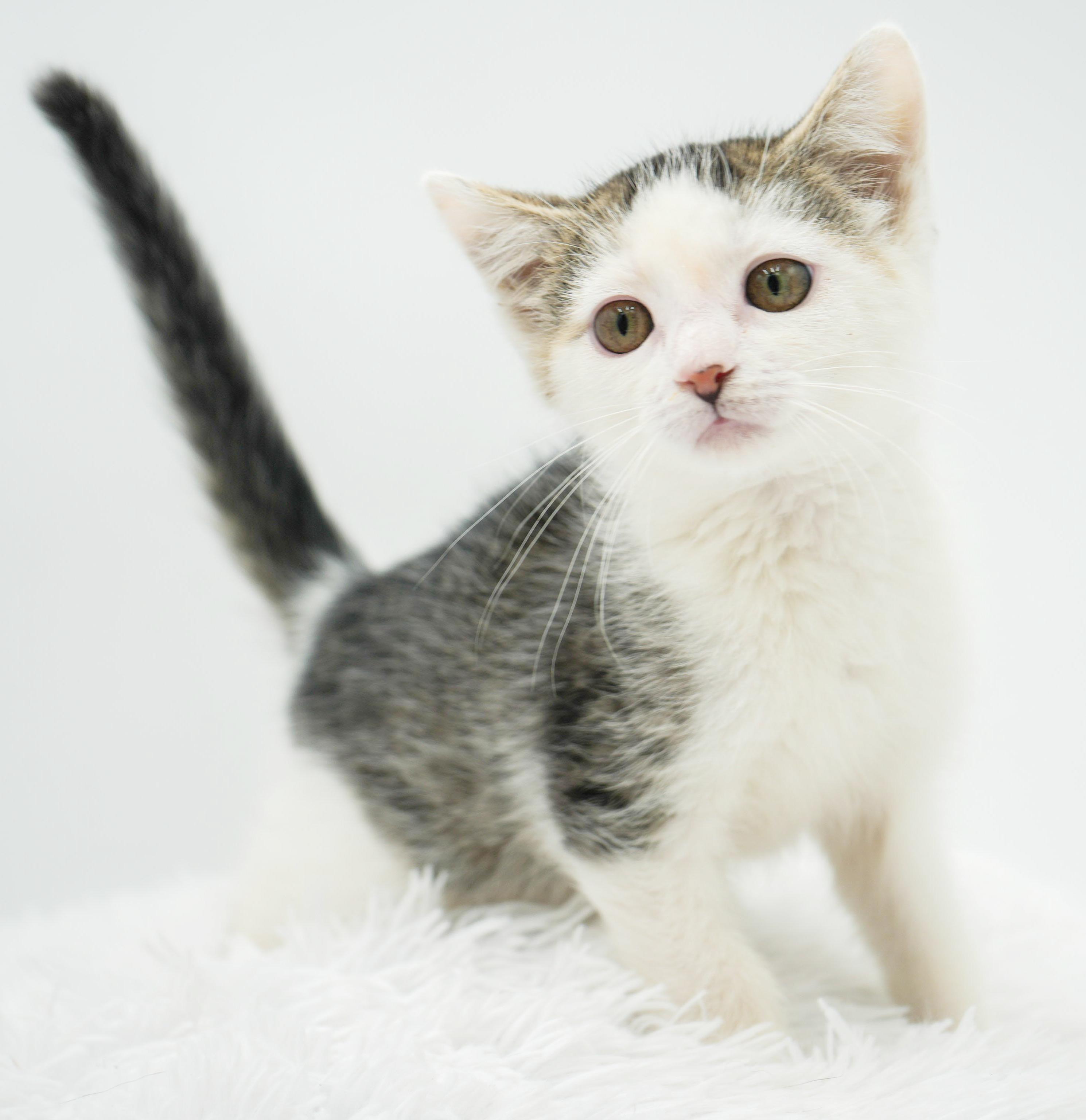 Bo Peep baby brilliance! Moon faced snugglebug!, a Adoptable mixed breed in Bedford Hills, NY image 3/6