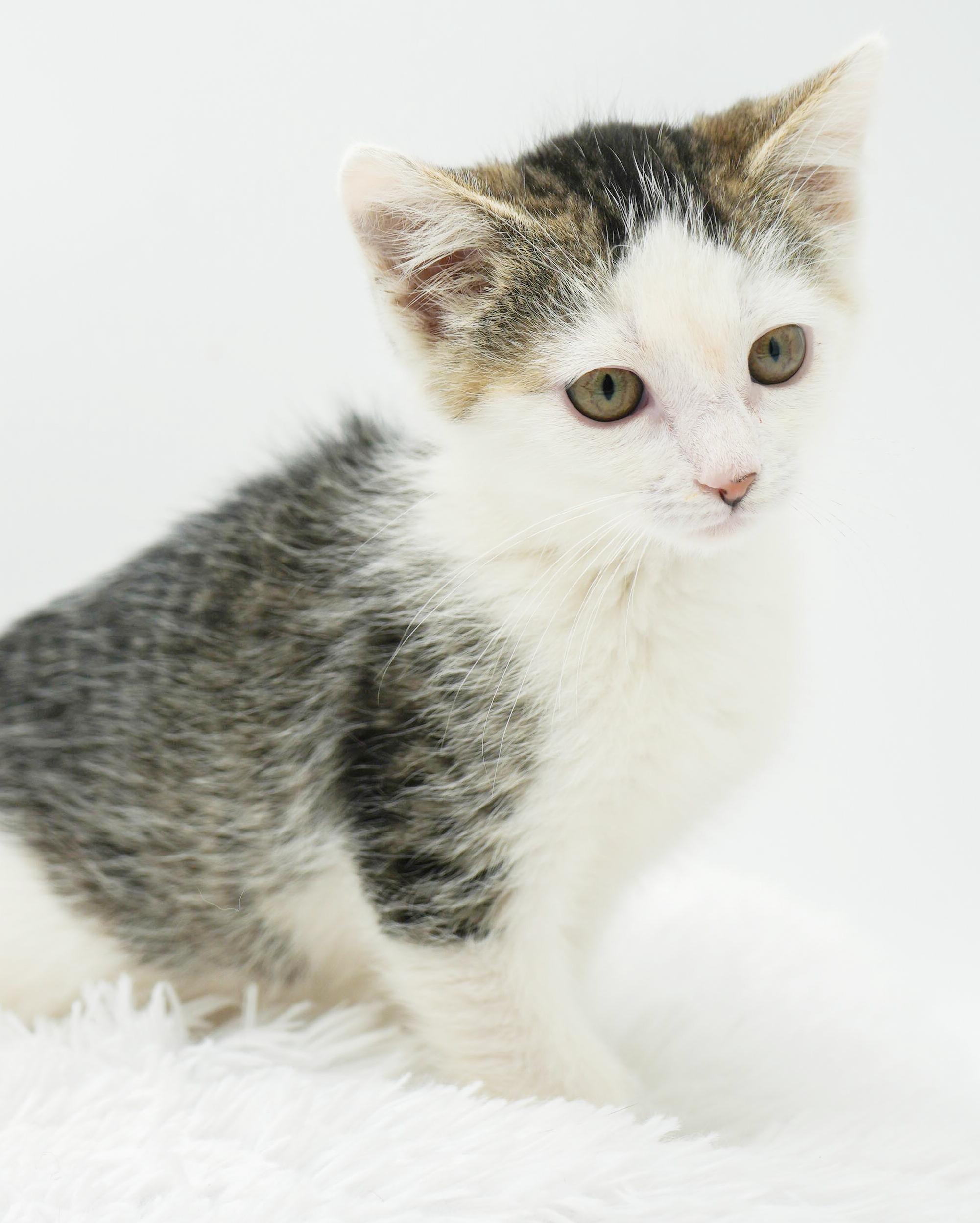 Bo Peep baby brilliance! Moon faced snugglebug!, a Adoptable mixed breed in Bedford Hills, NY image 4/6