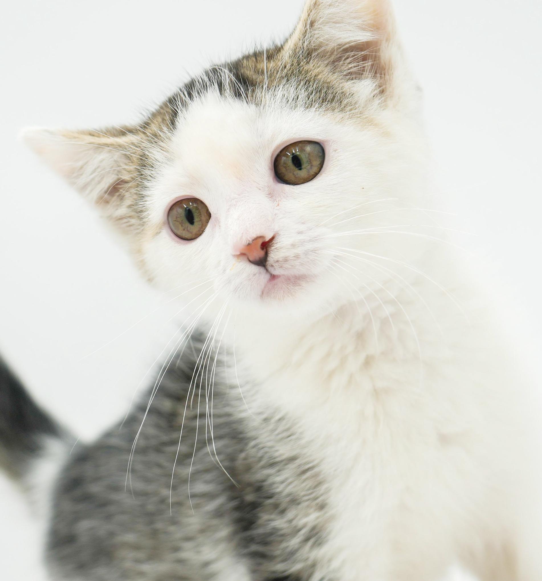 Bo Peep baby brilliance! Moon faced snugglebug!, a Adoptable mixed breed in Bedford Hills, NY image 5/6