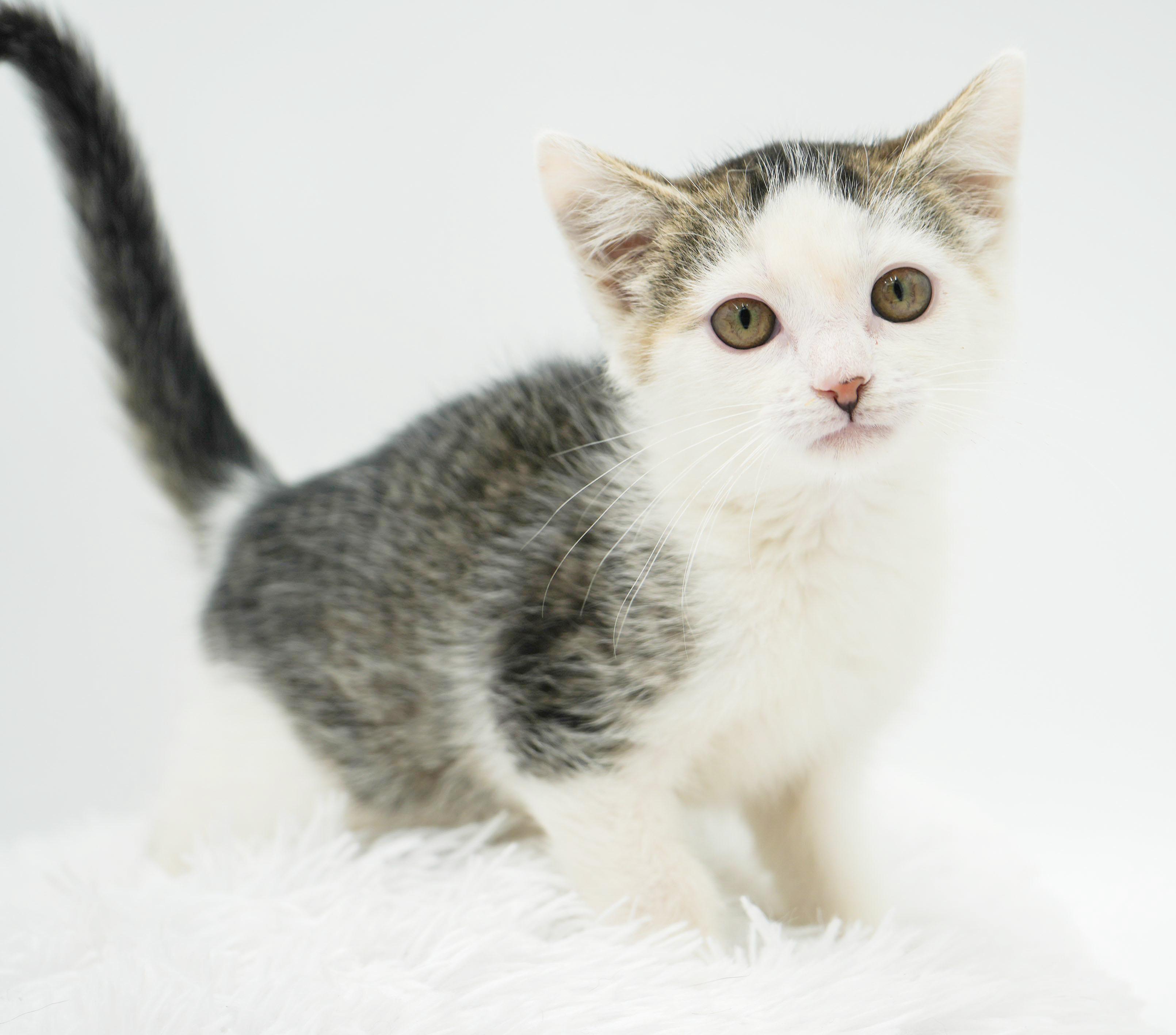 Bo Peep baby brilliance! Moon faced snugglebug!, a Adoptable mixed breed in Bedford Hills, NY image 6/6