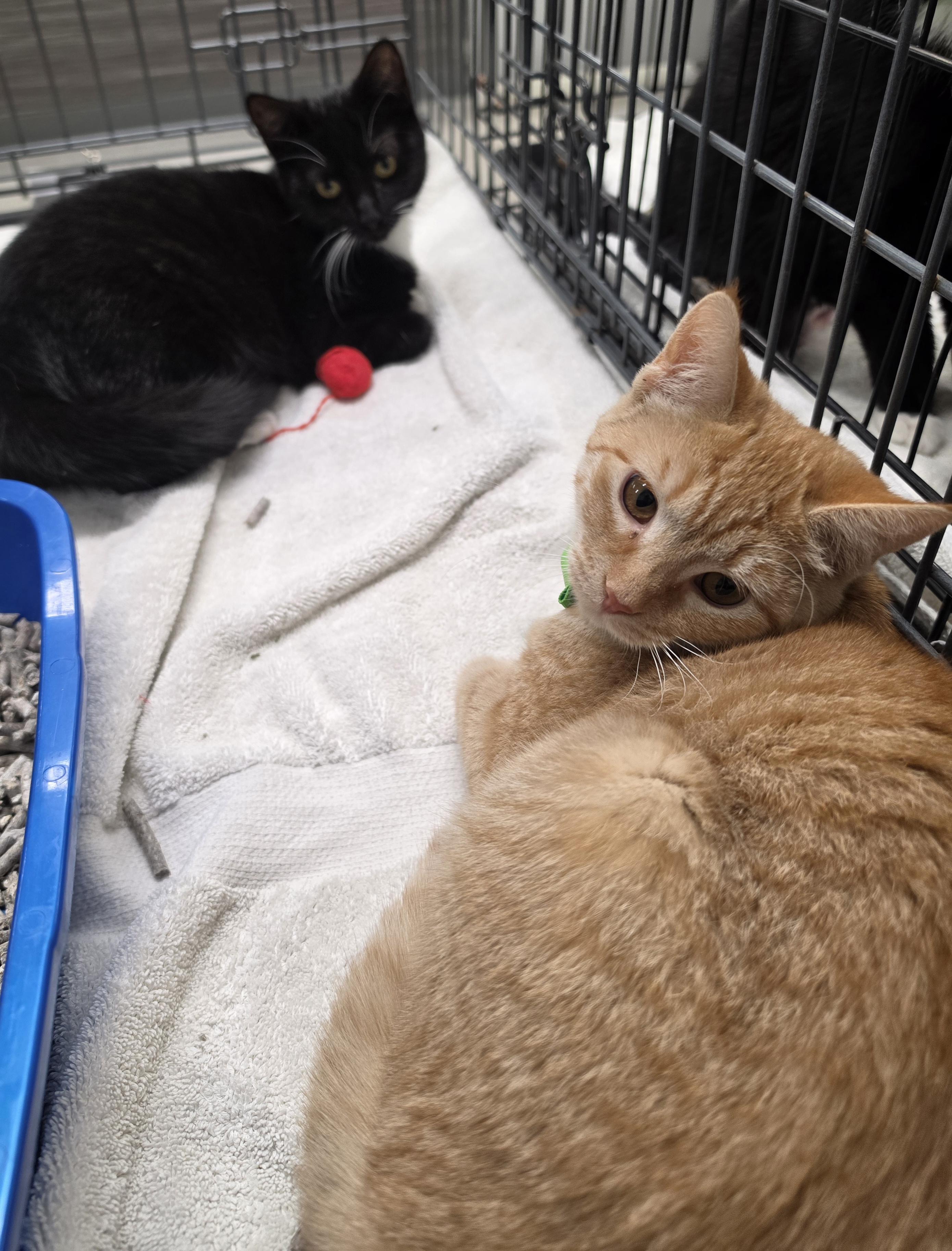 Onyx and Topaz, adopted, Kitten Female Domestic Short Hair.