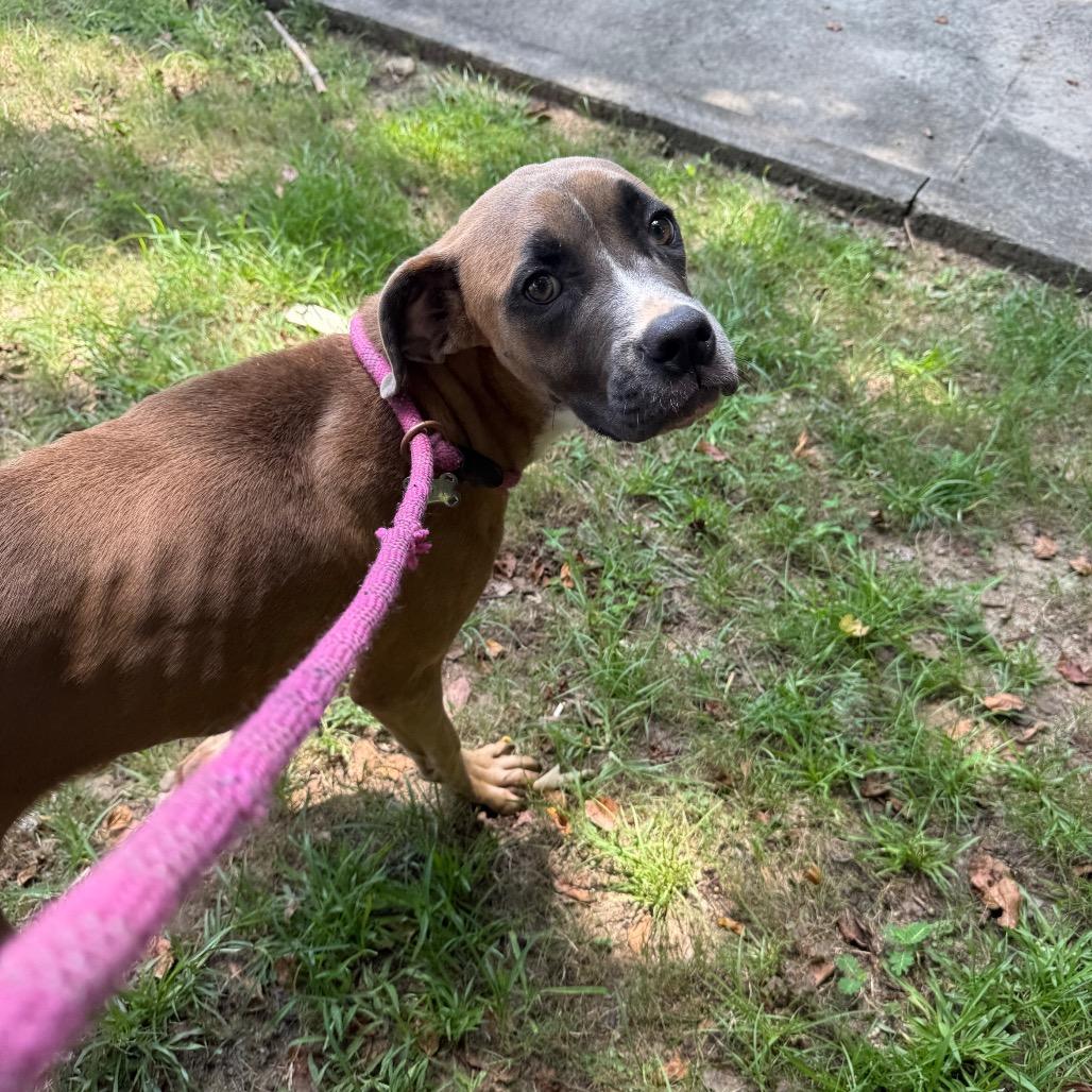 Clover 8076, Adoptable, Young Female Mixed Breed.
